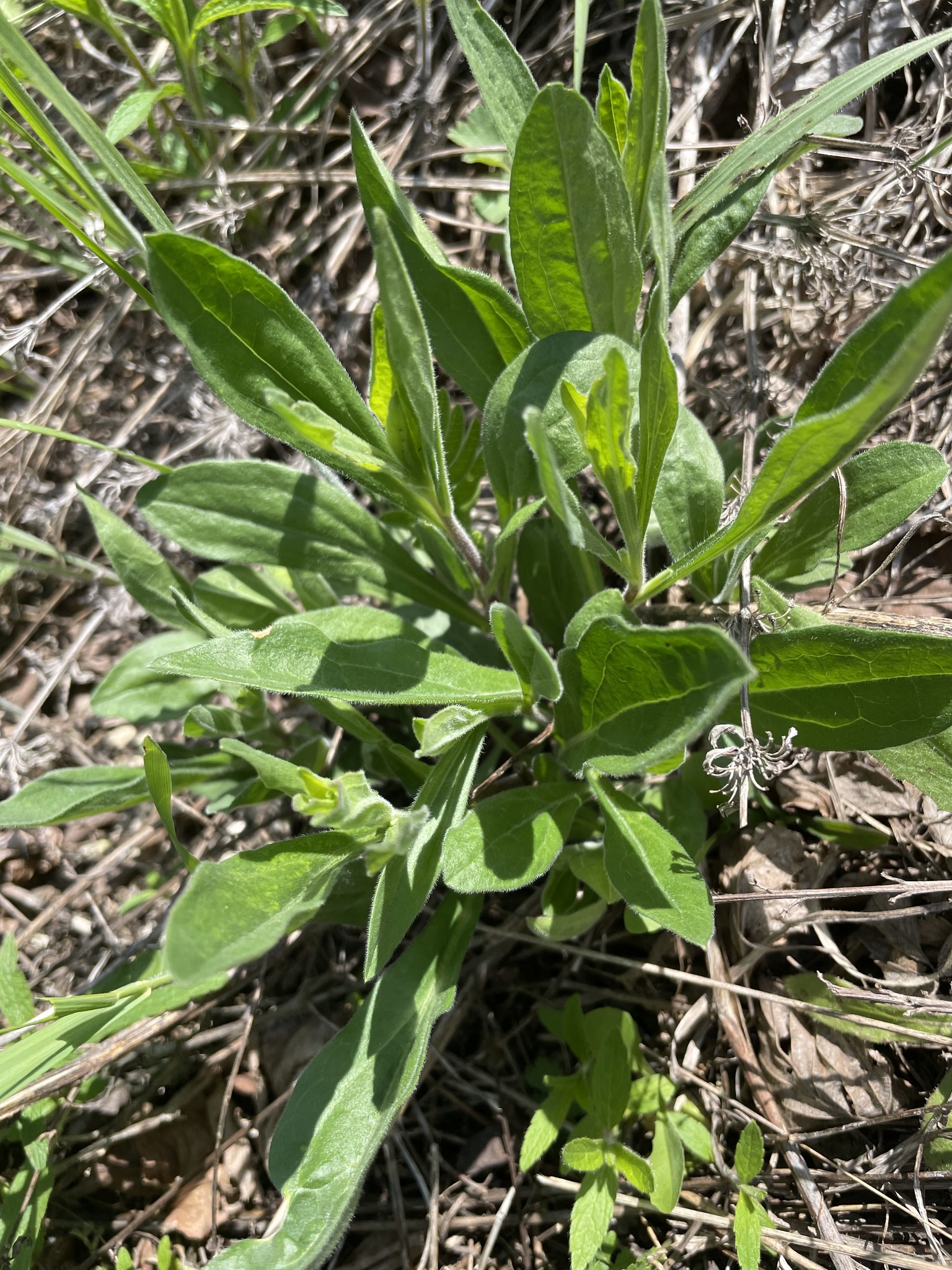 Photograph of Aster
