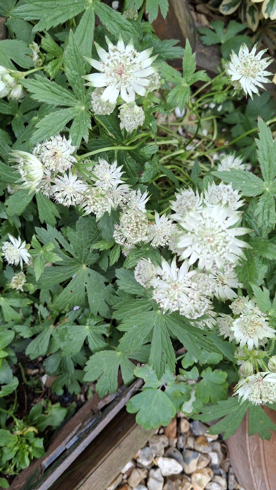 Photograph of Astrantia