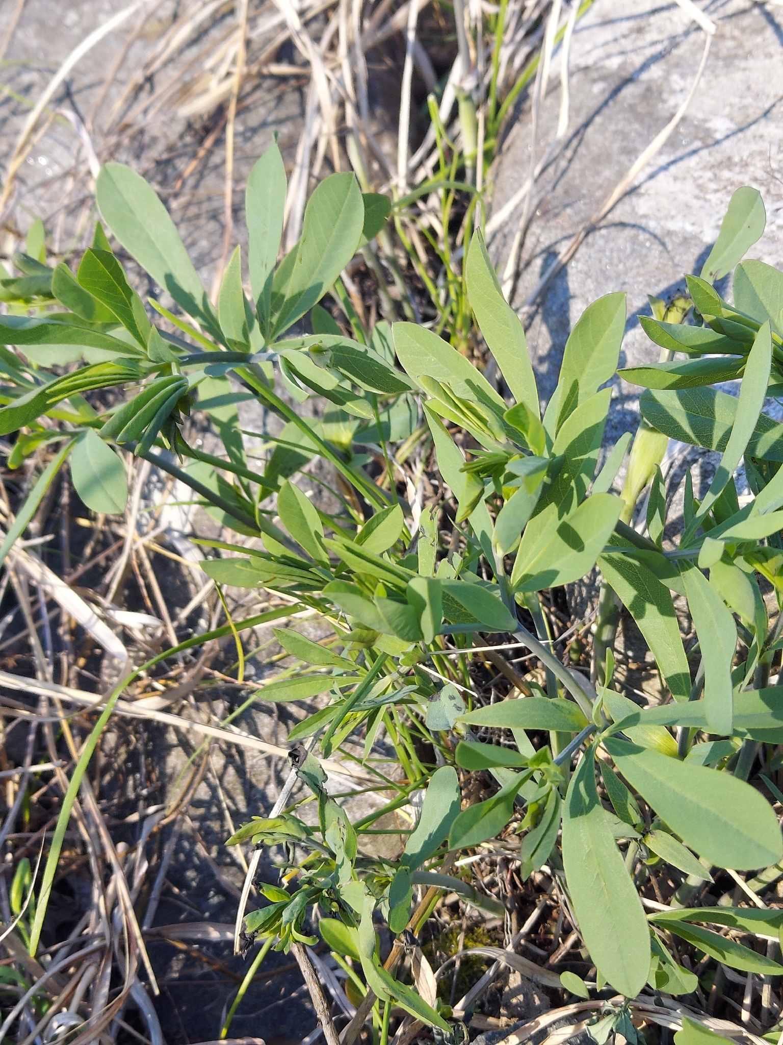 Photograph of False Indigo