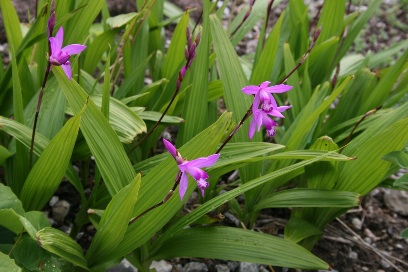 Photograph of Bletilla