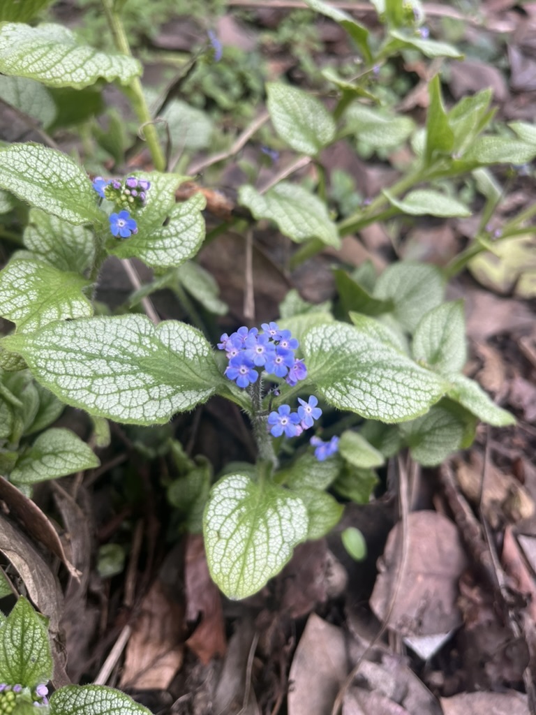 Photograph of Brunnera (Siberian Bugloss)