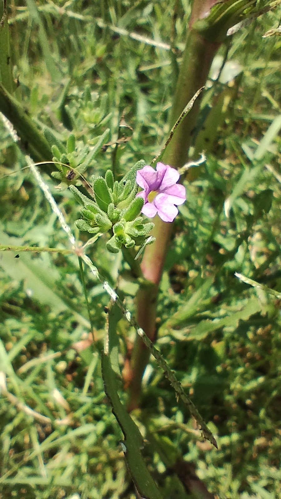Photograph of Calibrachoa