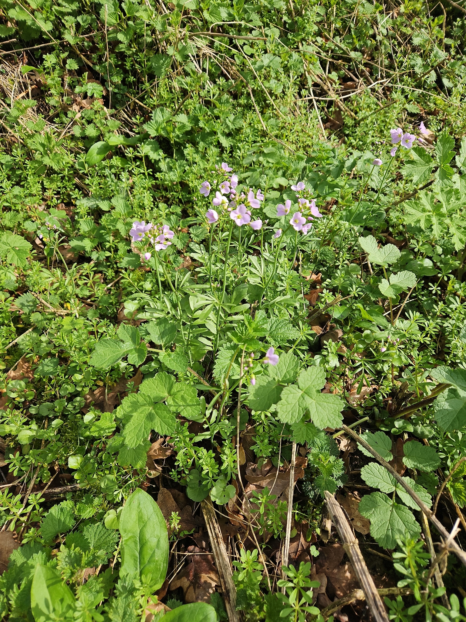 Photograph of Cardamine