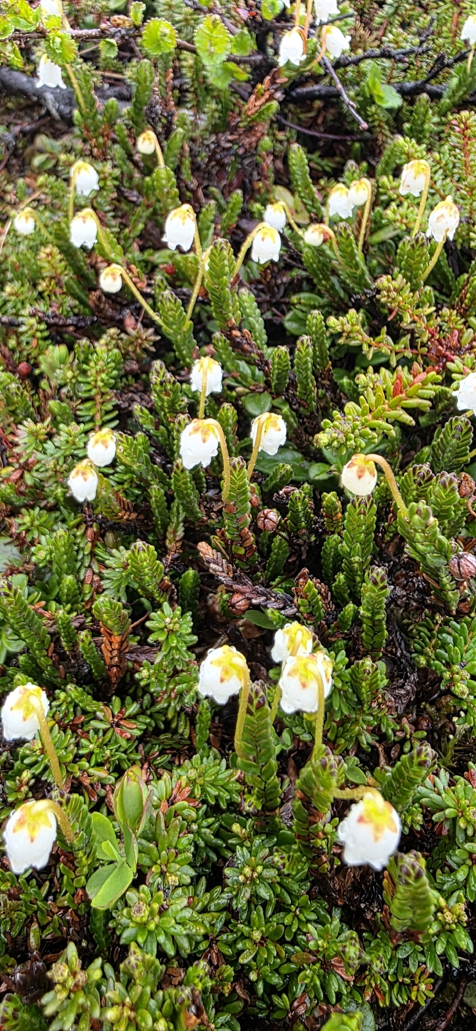 Photograph of Cassiope