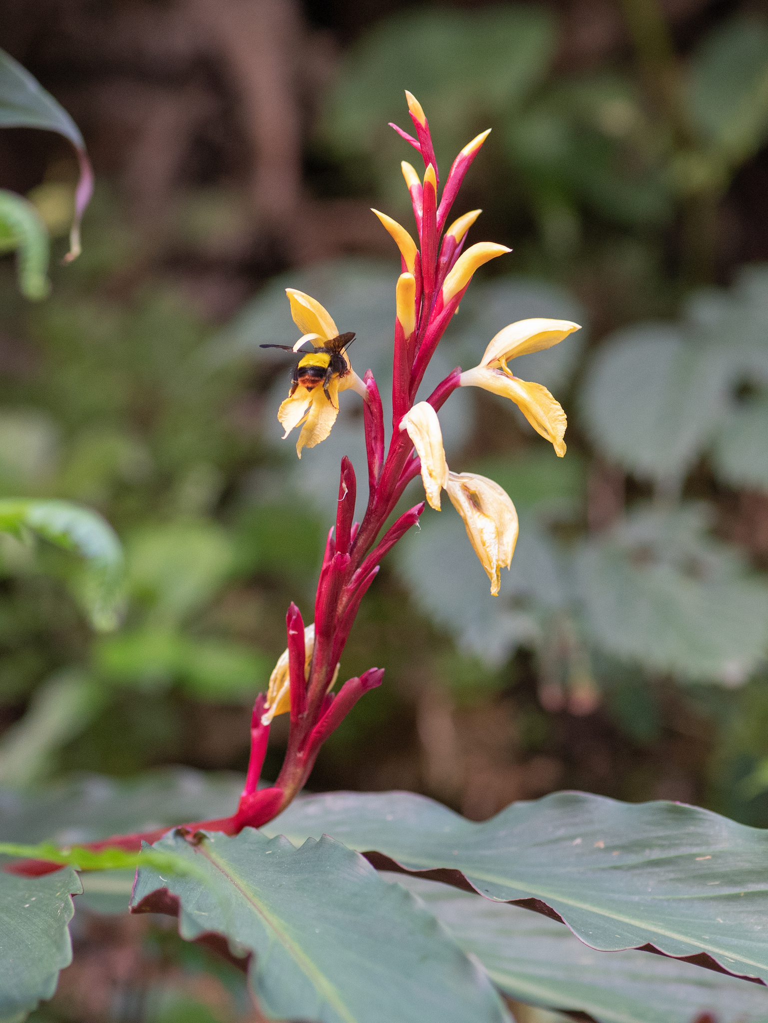Photograph of Cautleya