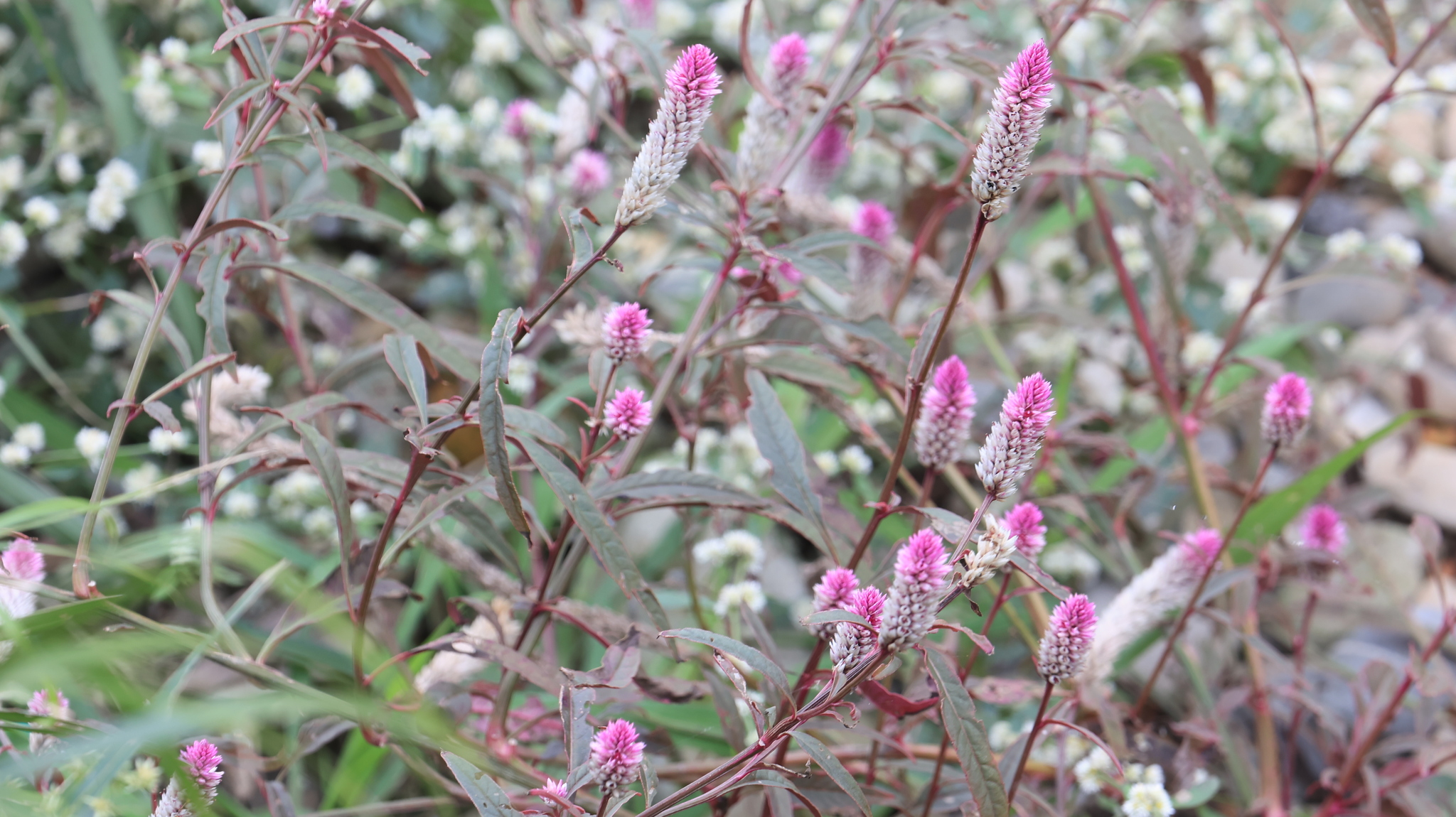 Photograph of Celosia