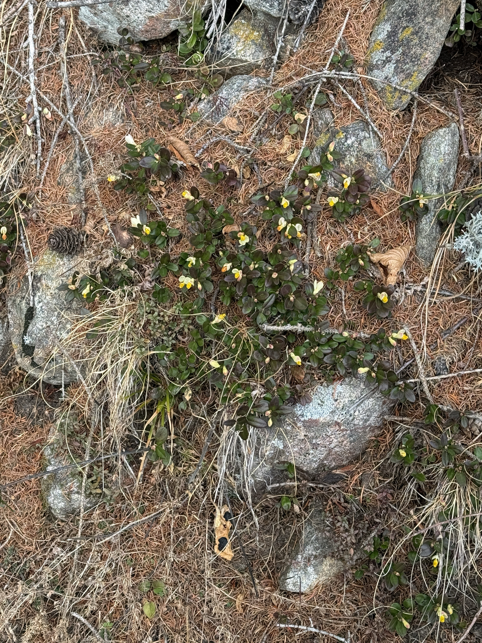 Photograph of Chamaebuxus
