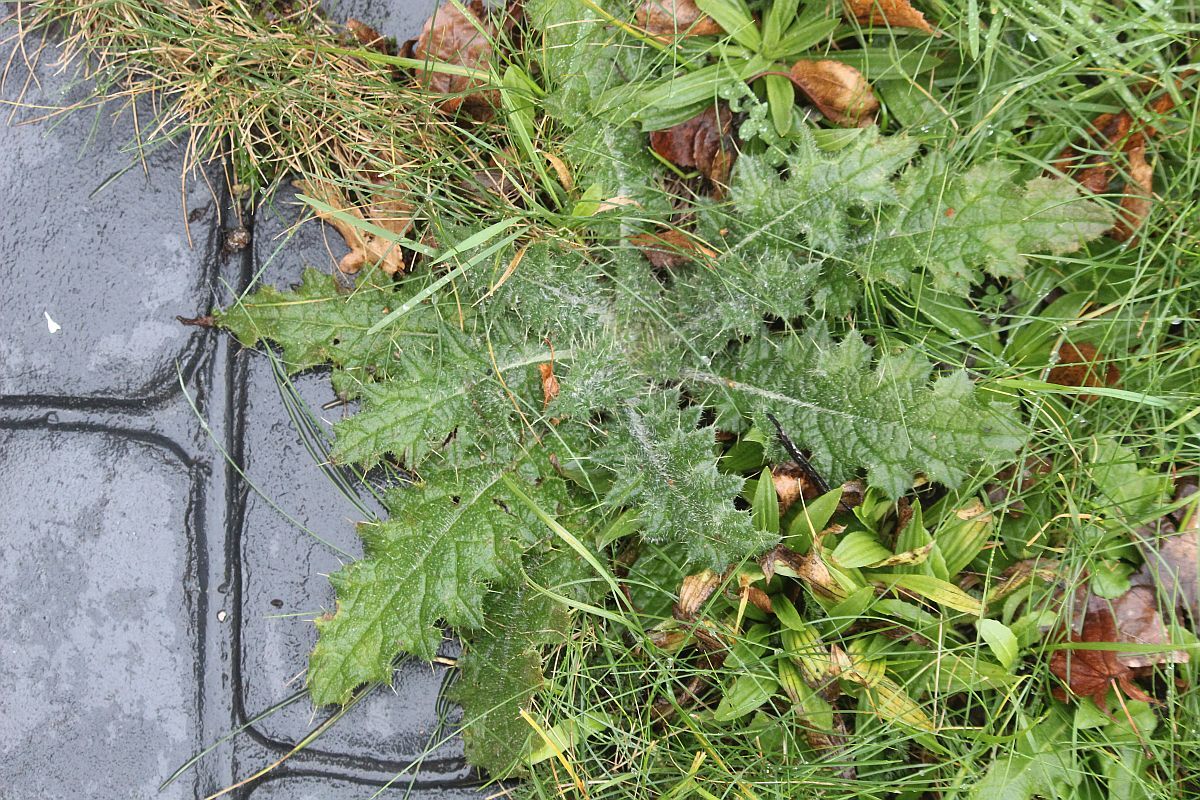 Photograph of Cirsium