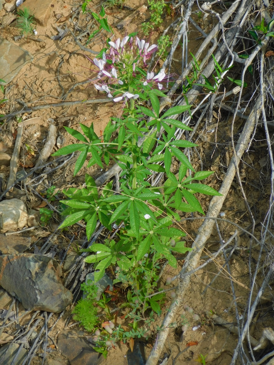 Photograph of Spider Flower