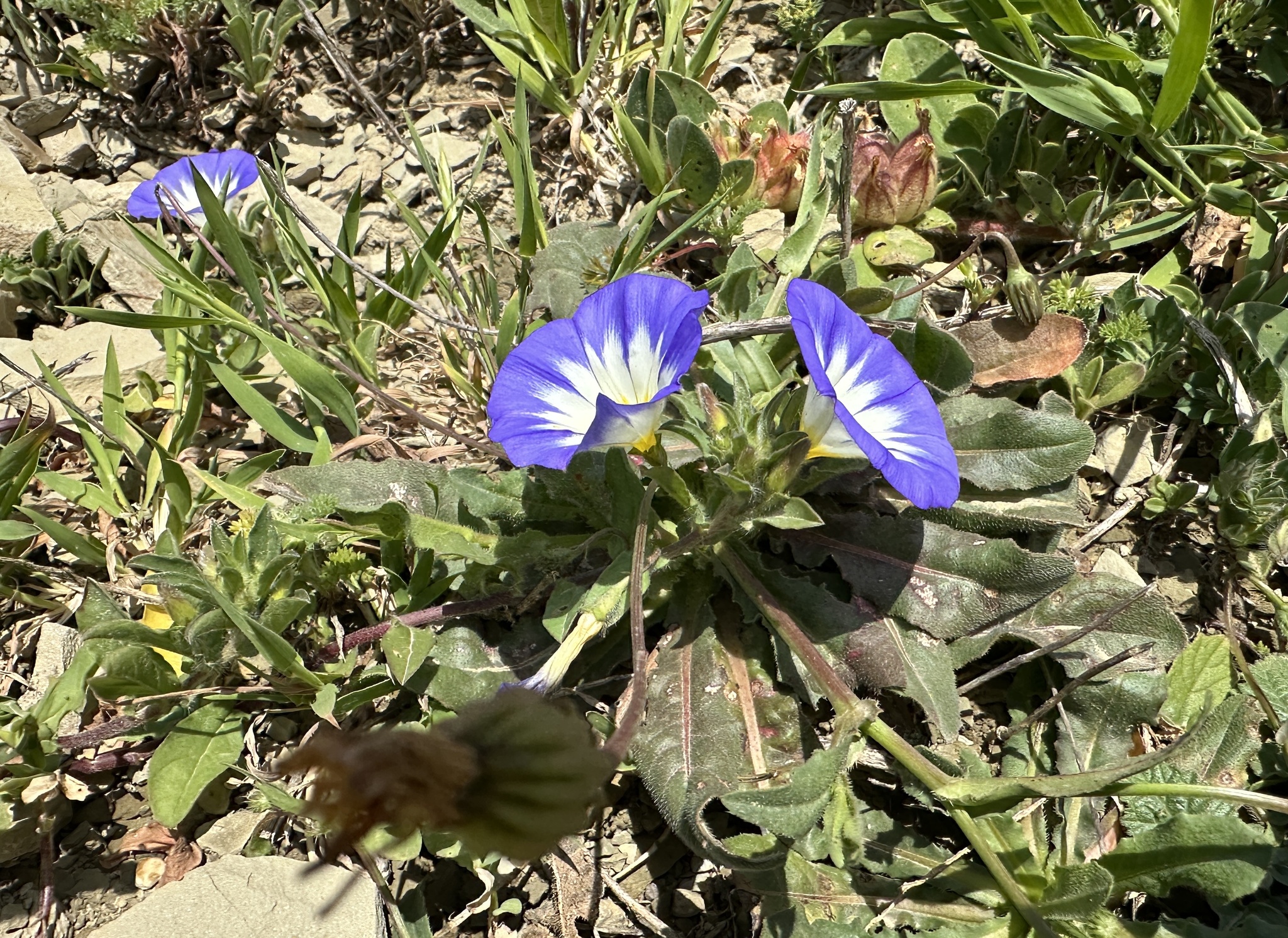Photograph of Convolvulus
