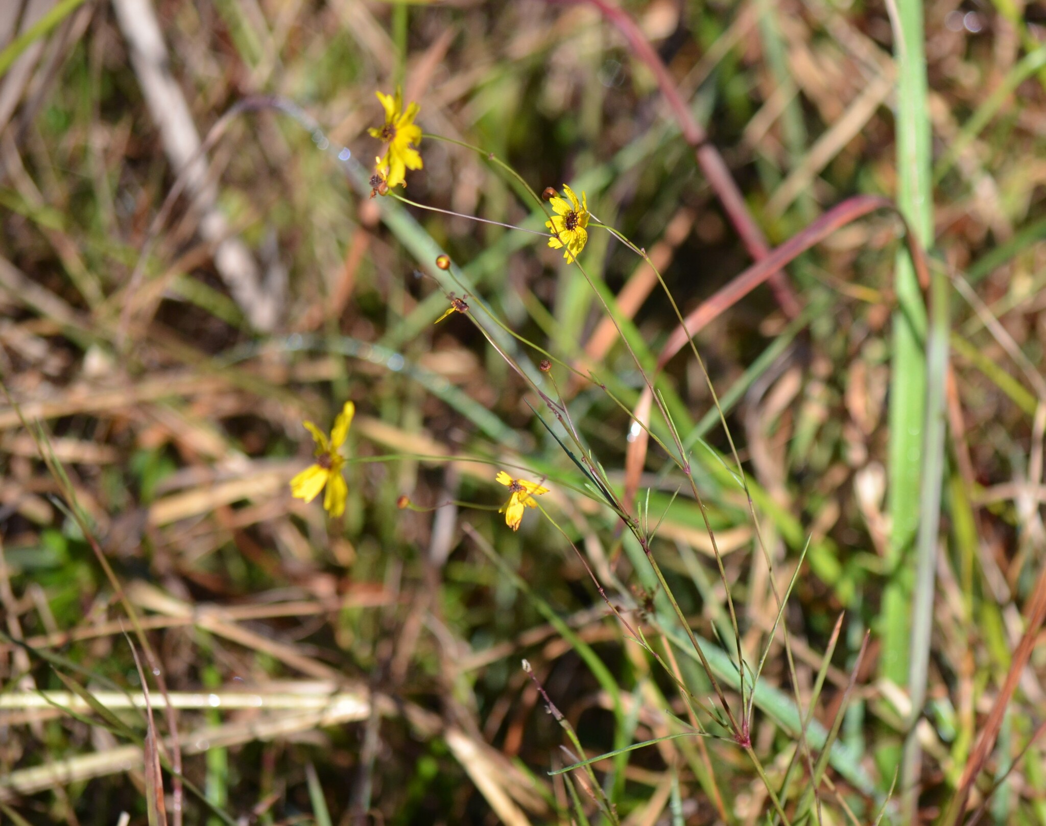 Photograph of Coreopsis