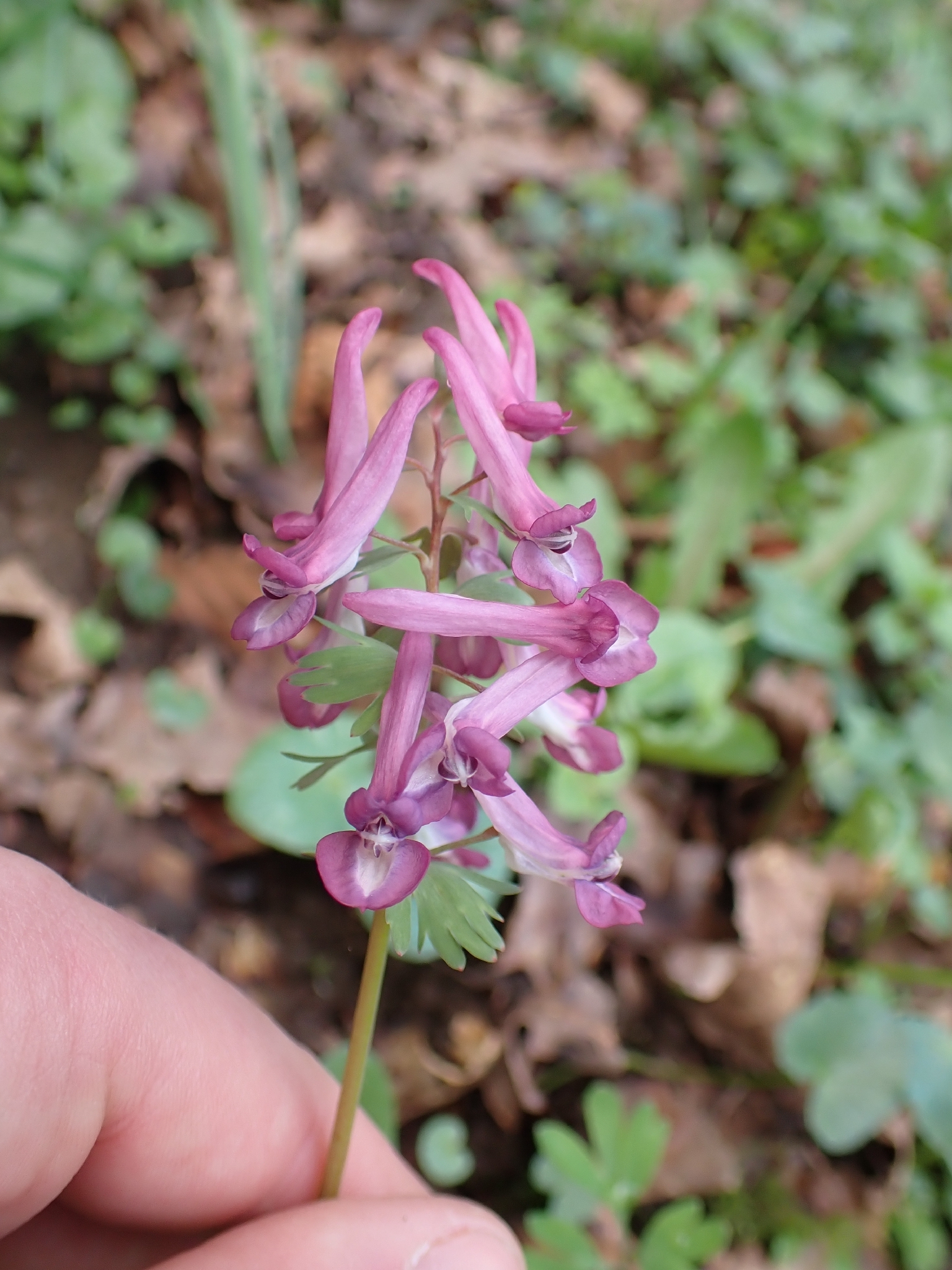 Photograph of Corydalis