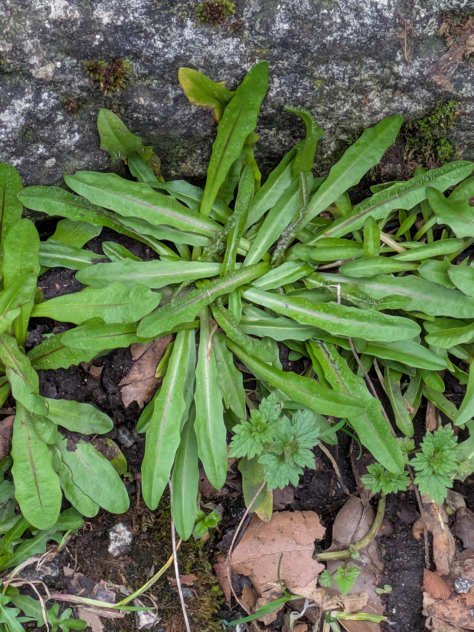 Photograph of Crepis