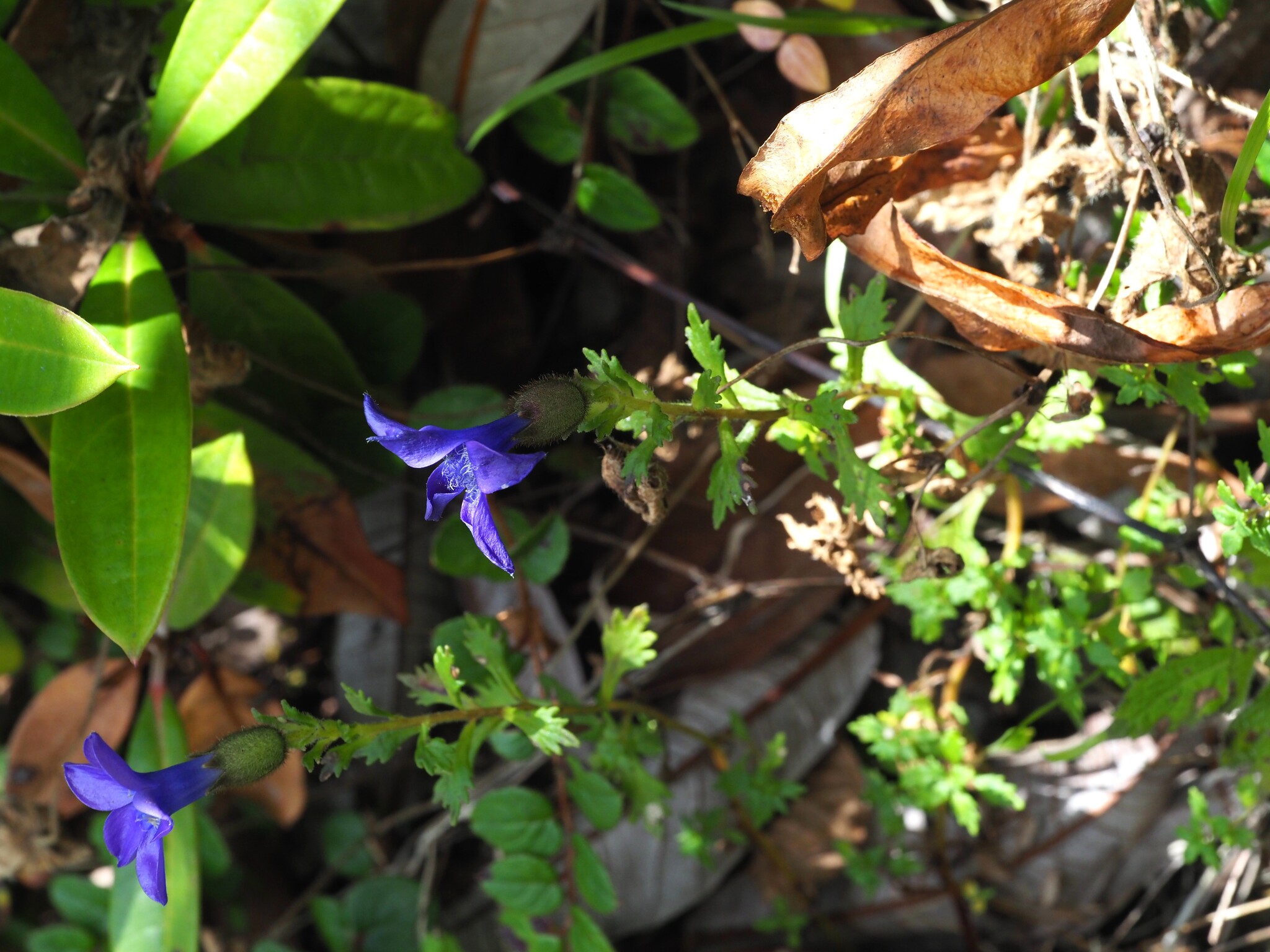 Photograph of Cyananthus