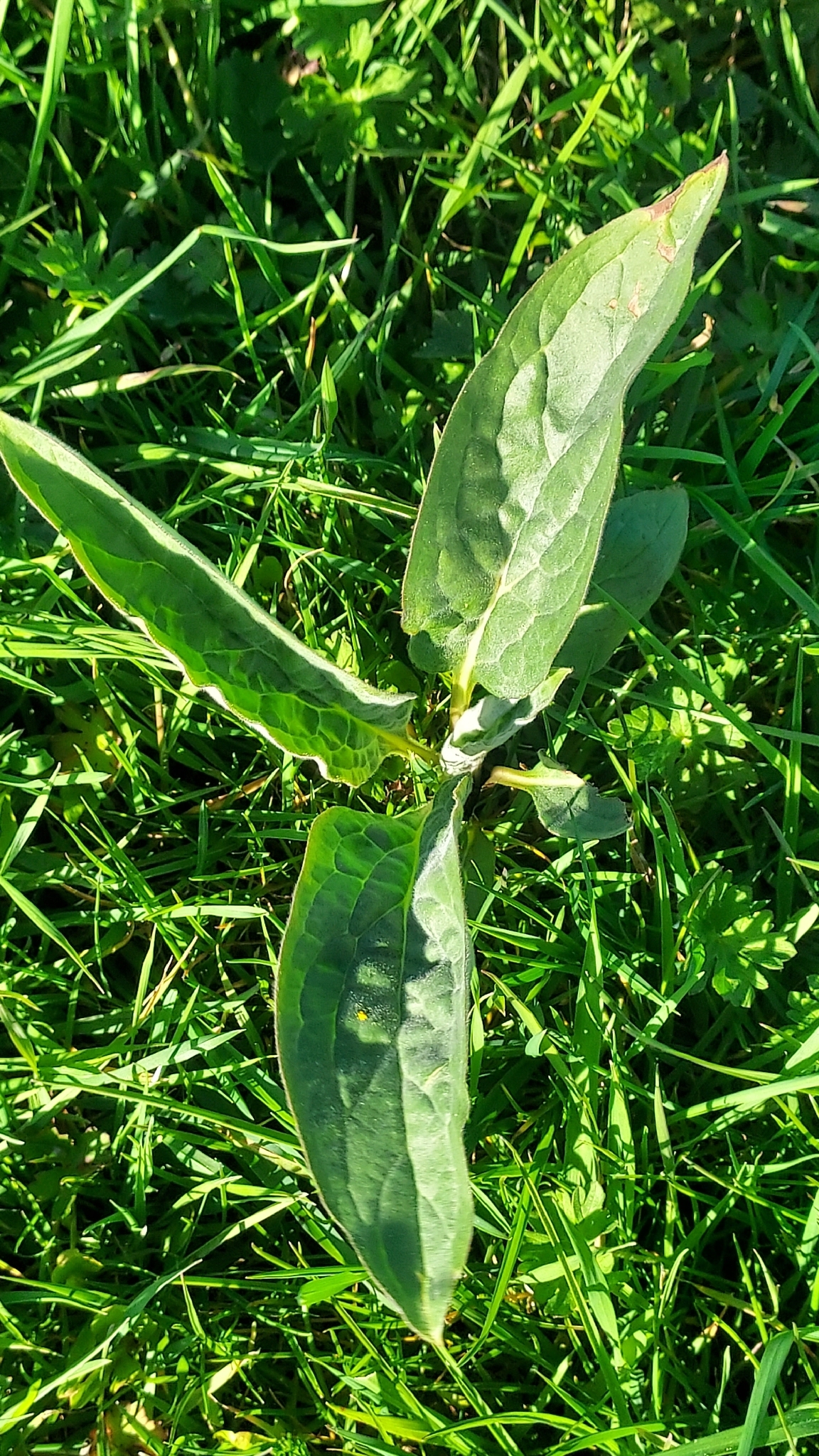 Photograph of Hound's Tongue