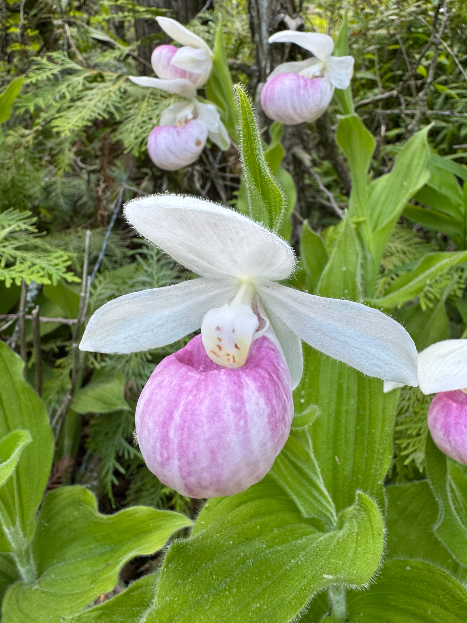 Photograph of Lady's Slipper Orchid