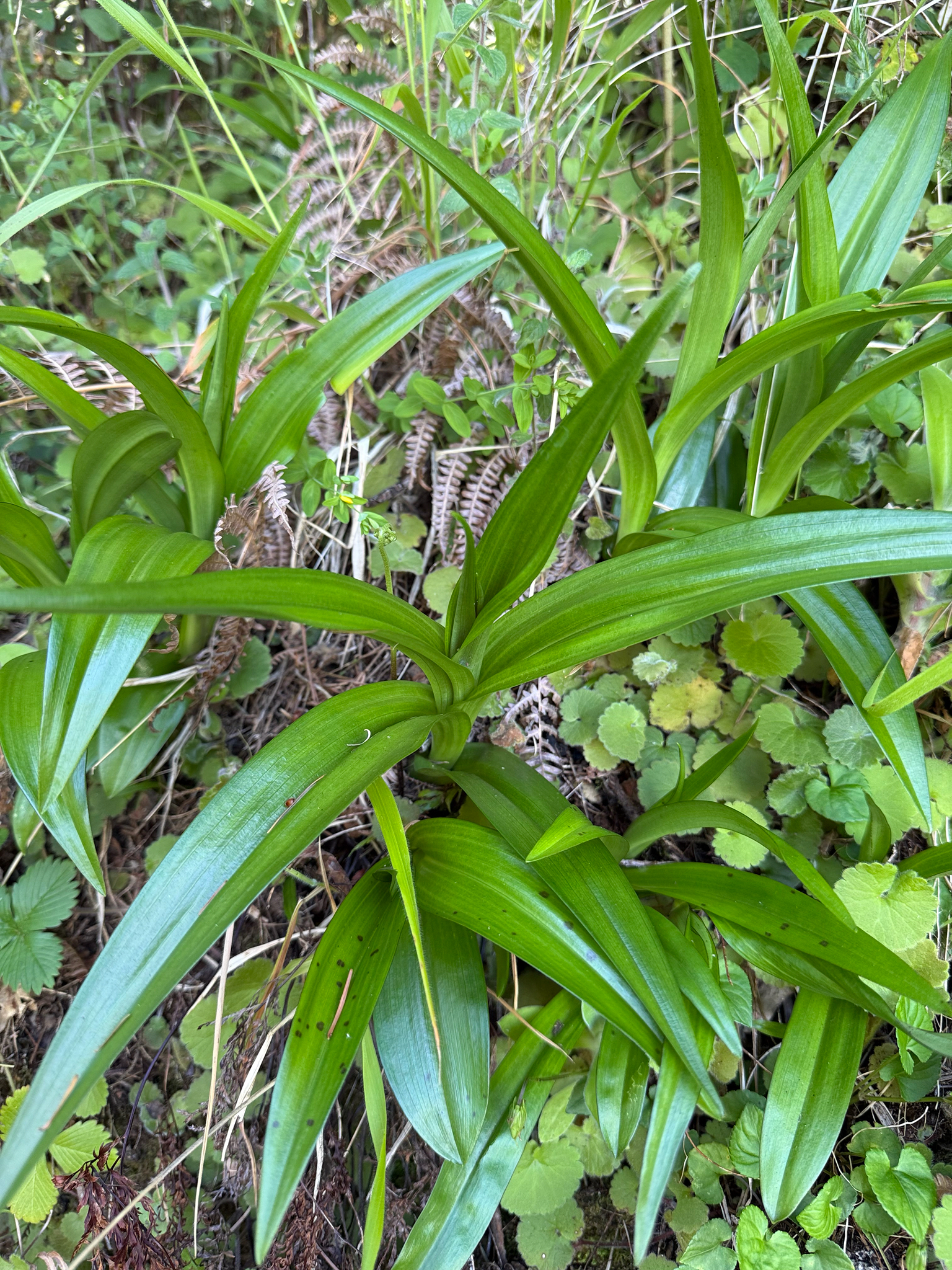 Photograph of Dactylorhiza