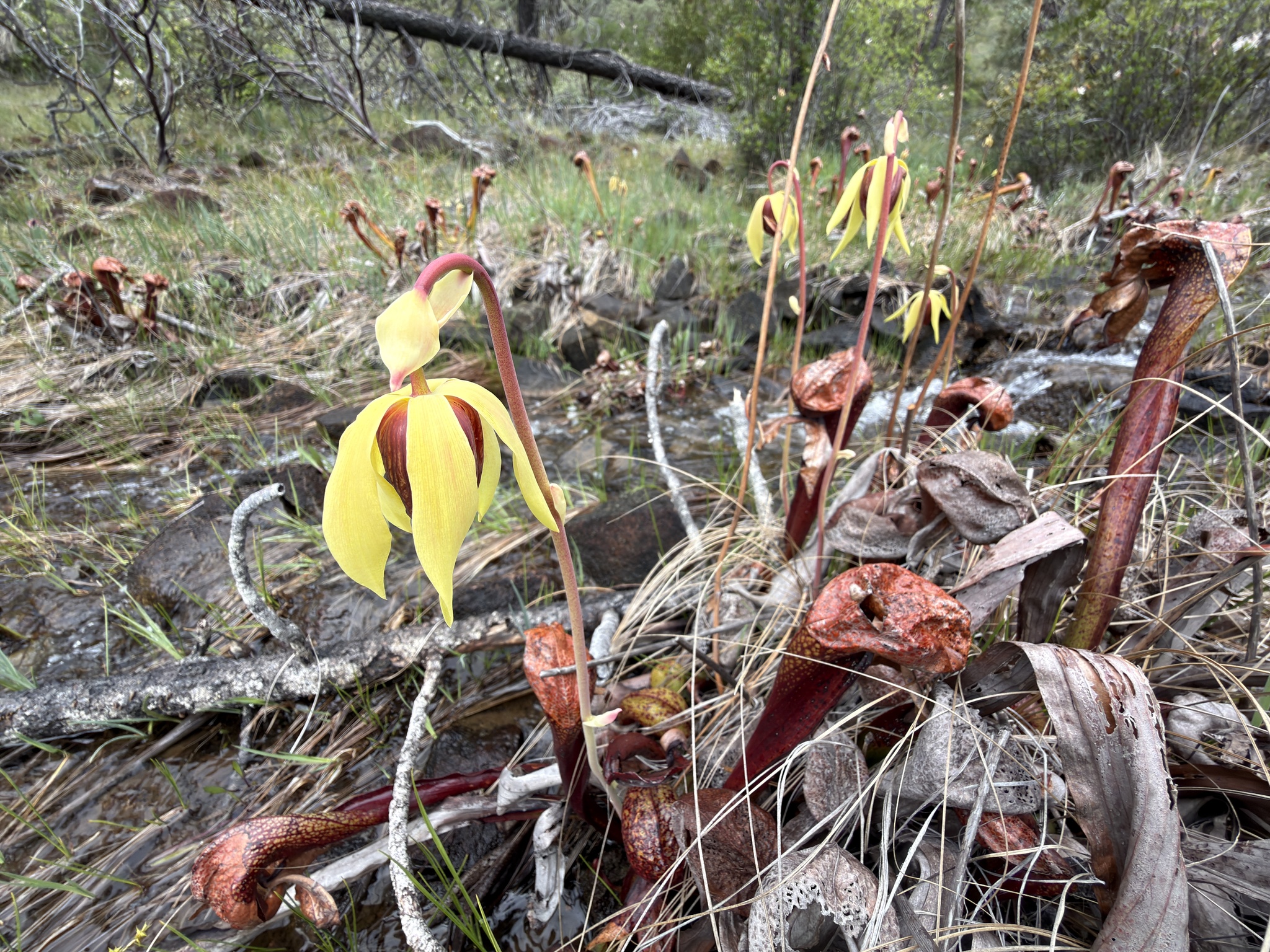 Photograph of Cobra Lily