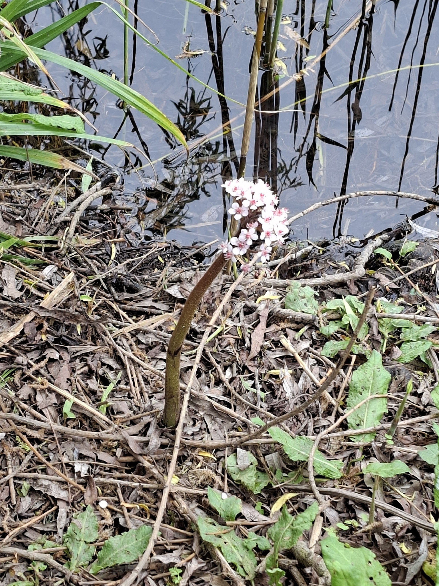 Photograph of Umbrella Plant (Darmera)
