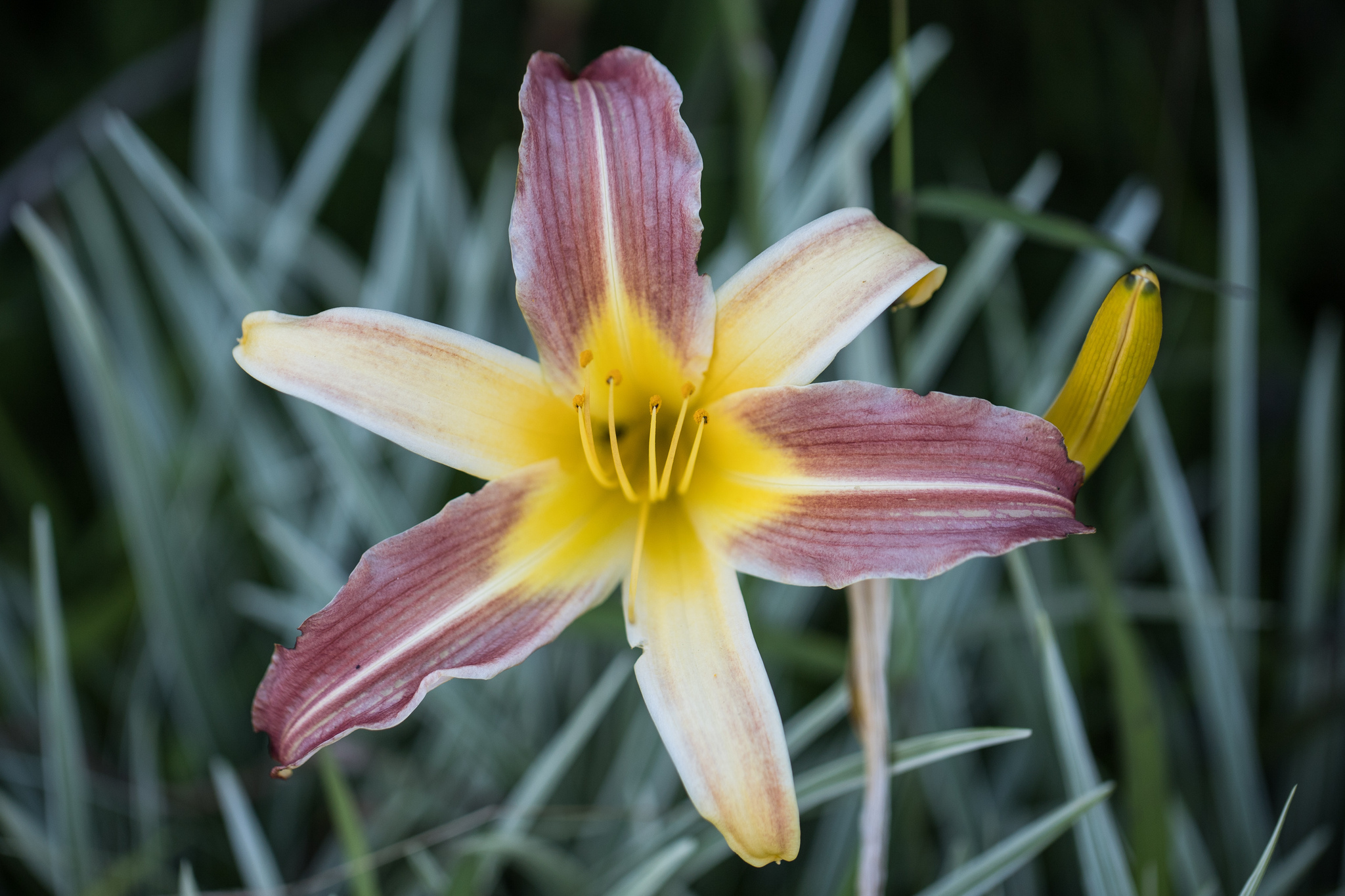 Photograph of Daylily