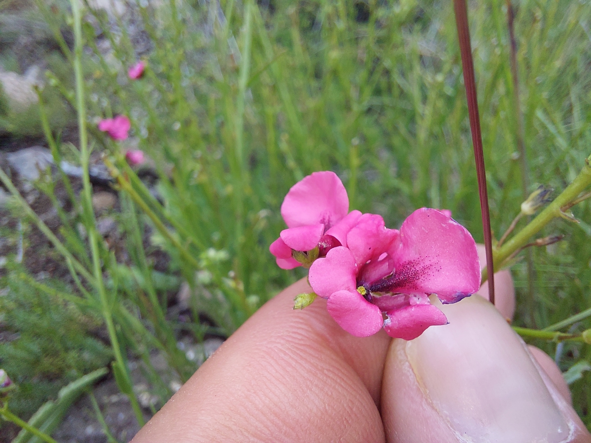 Photograph of Diascia