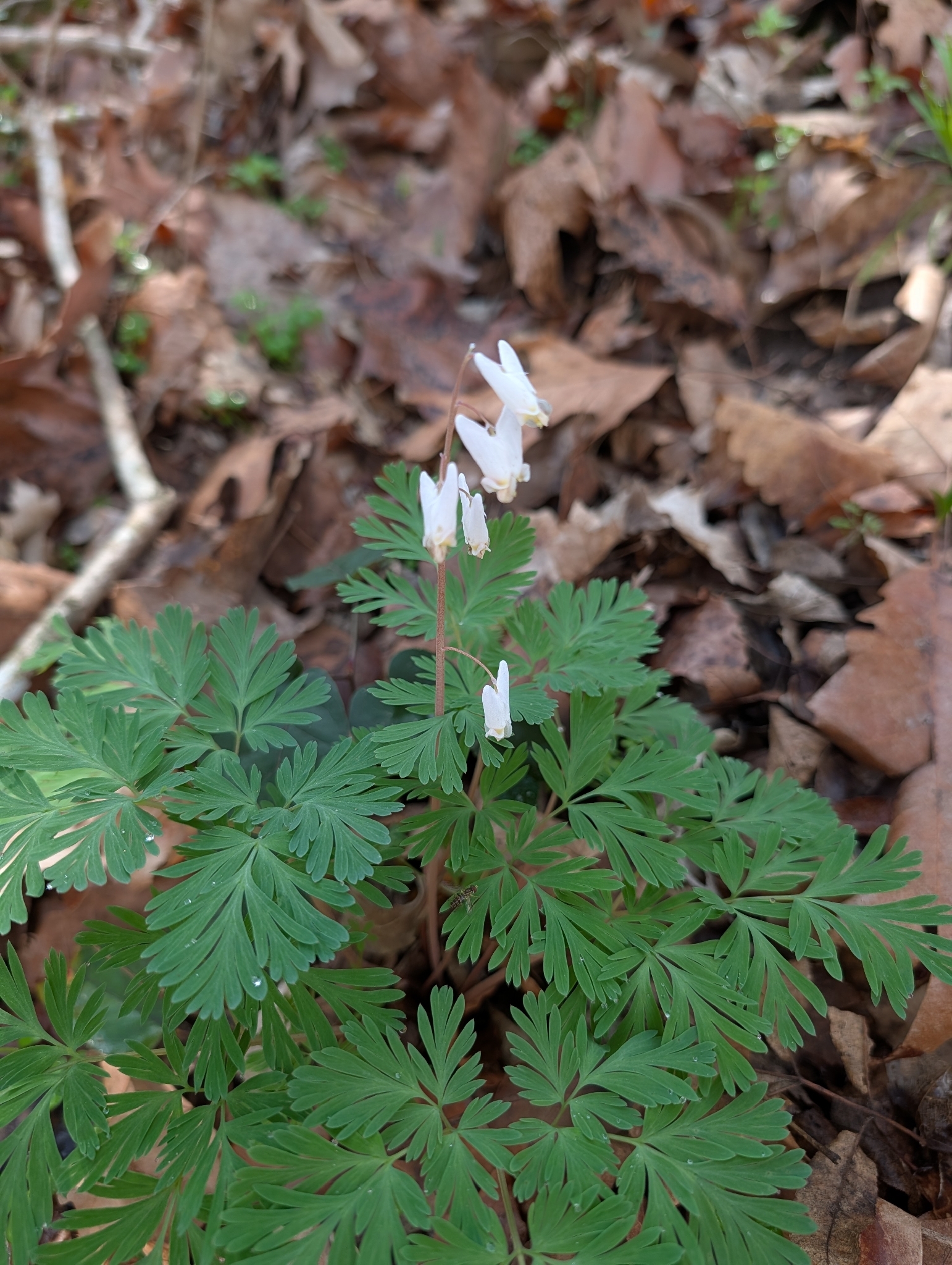 Photograph of Bleeding Heart (Dicentra)