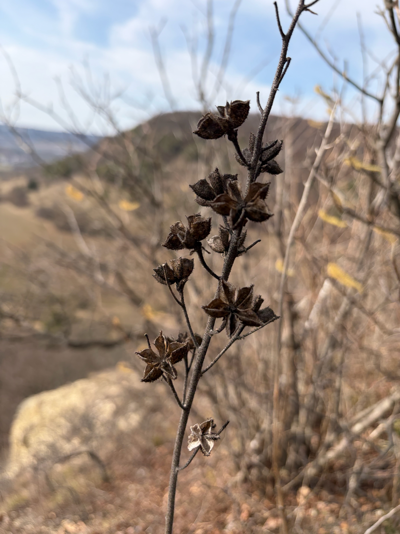 Photograph of Burning Bush