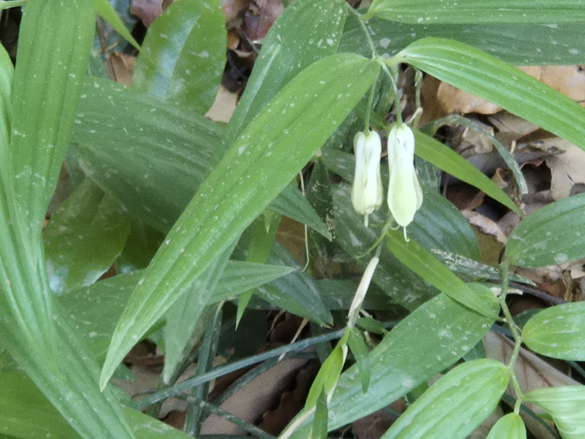 Photograph of Disporum