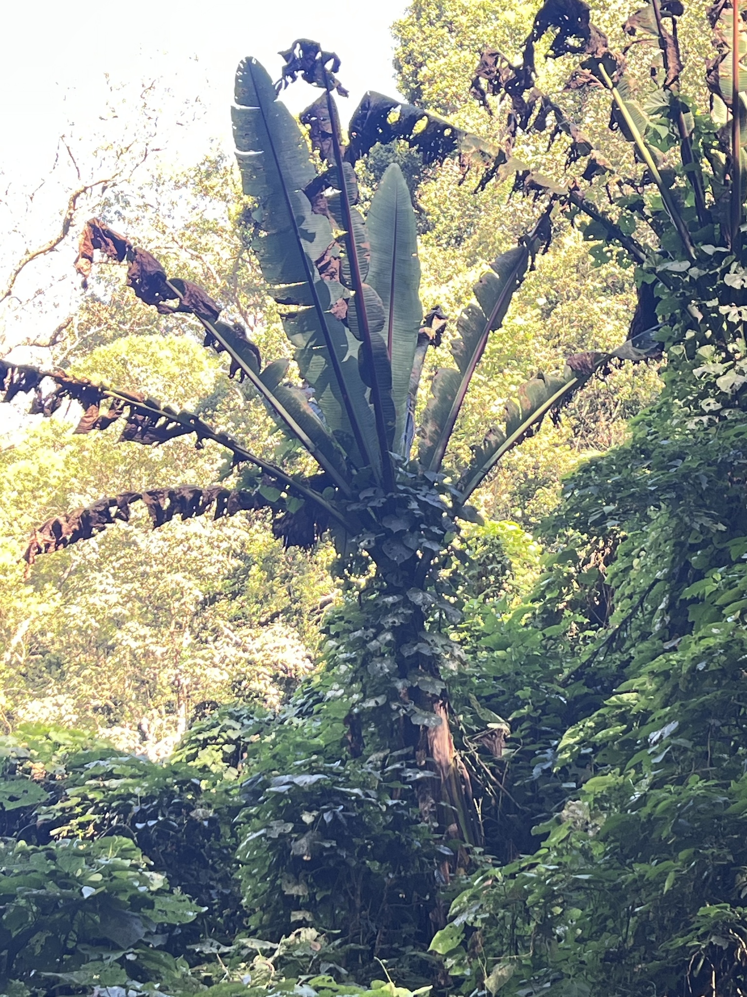 Photograph of Ensete