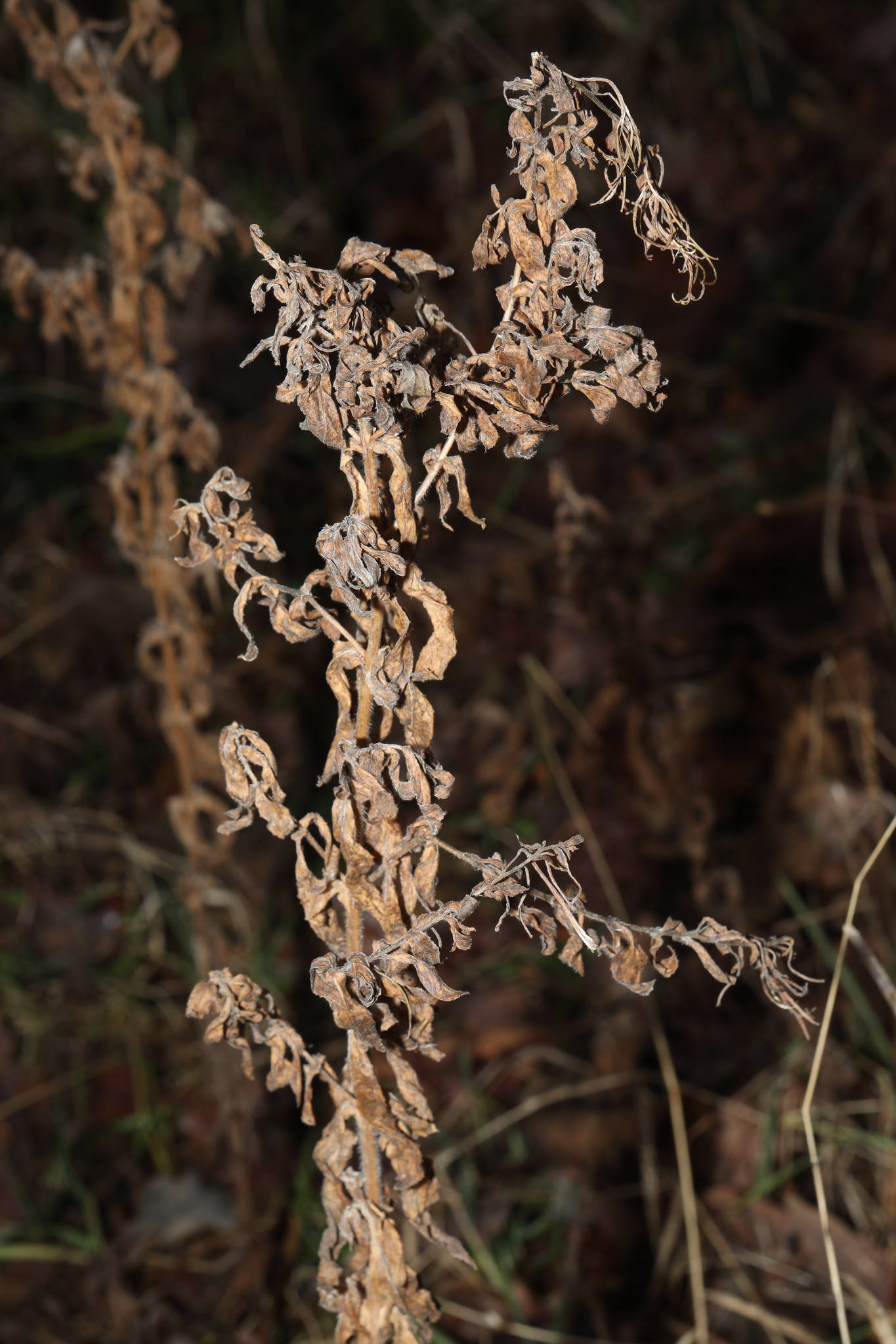 Photograph of Willowherb