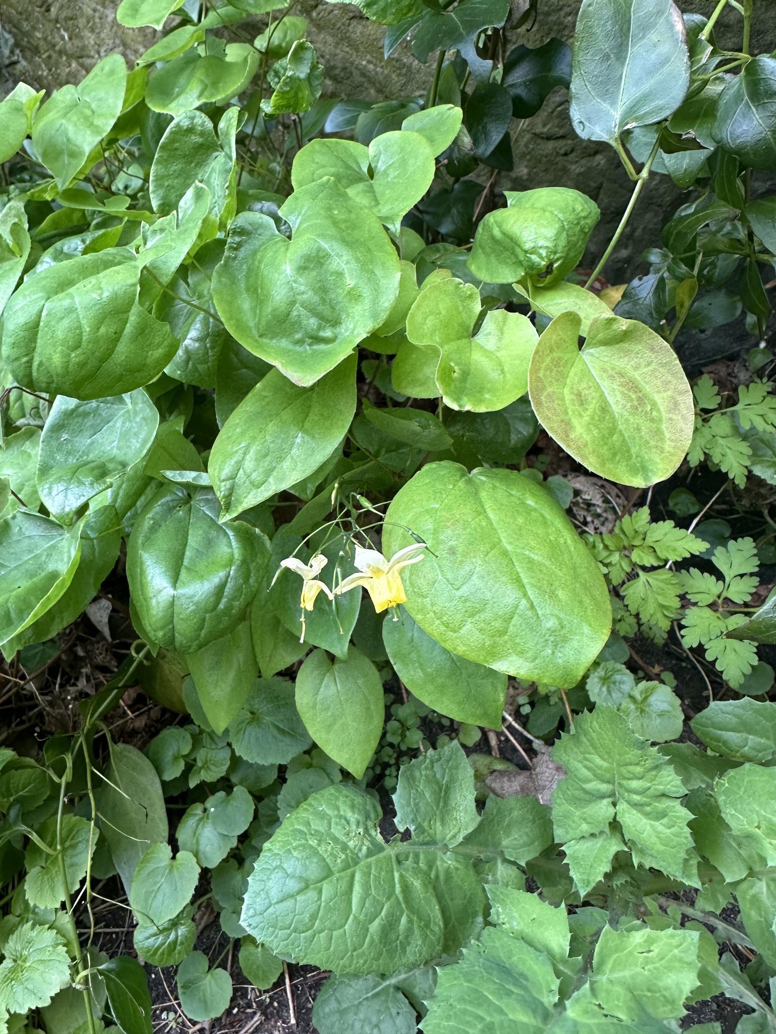 Photograph of Epimedium