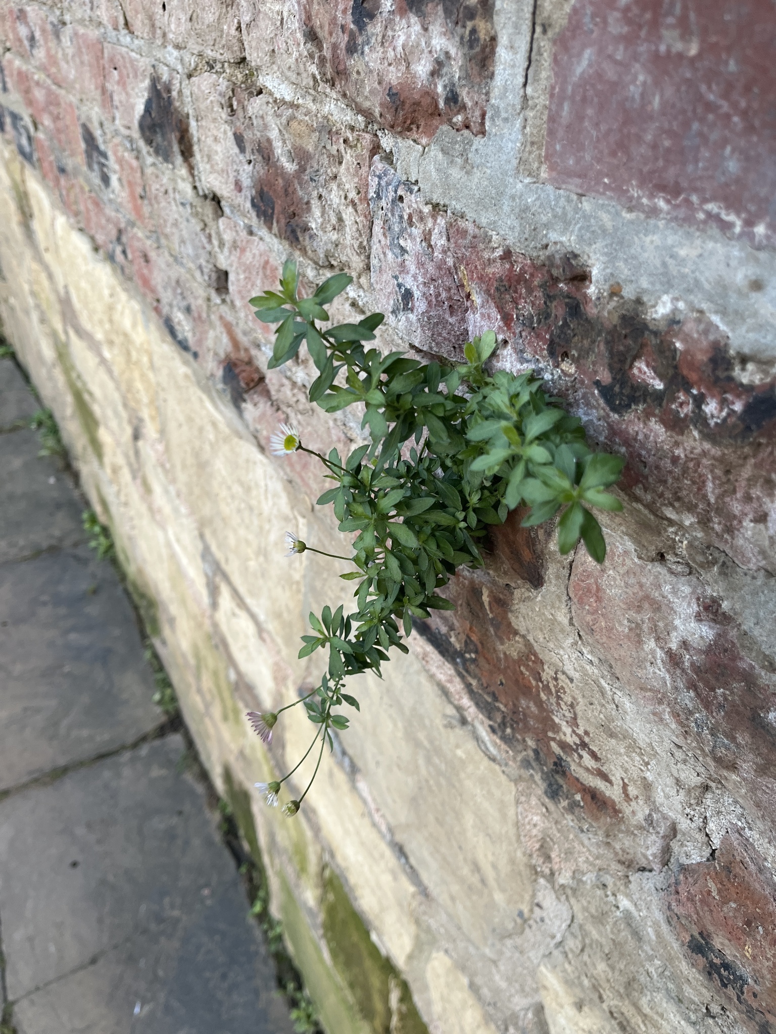 Photograph of Fleabane