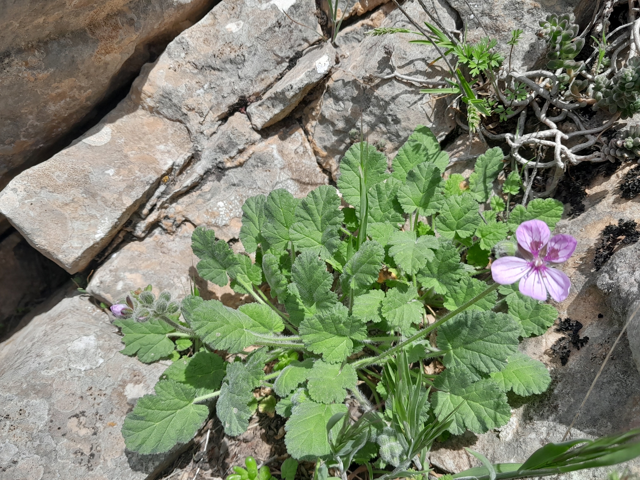 Photograph of Storksbill