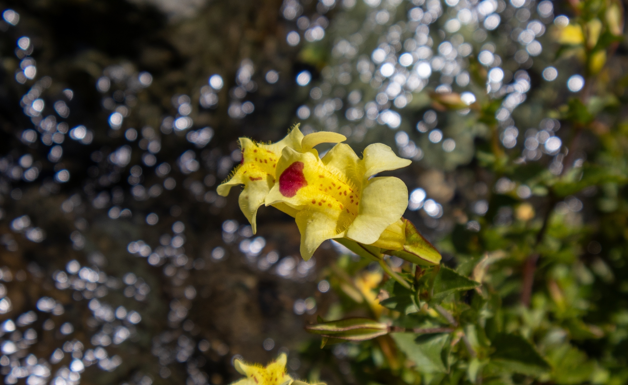 Photograph of Monkey Flower