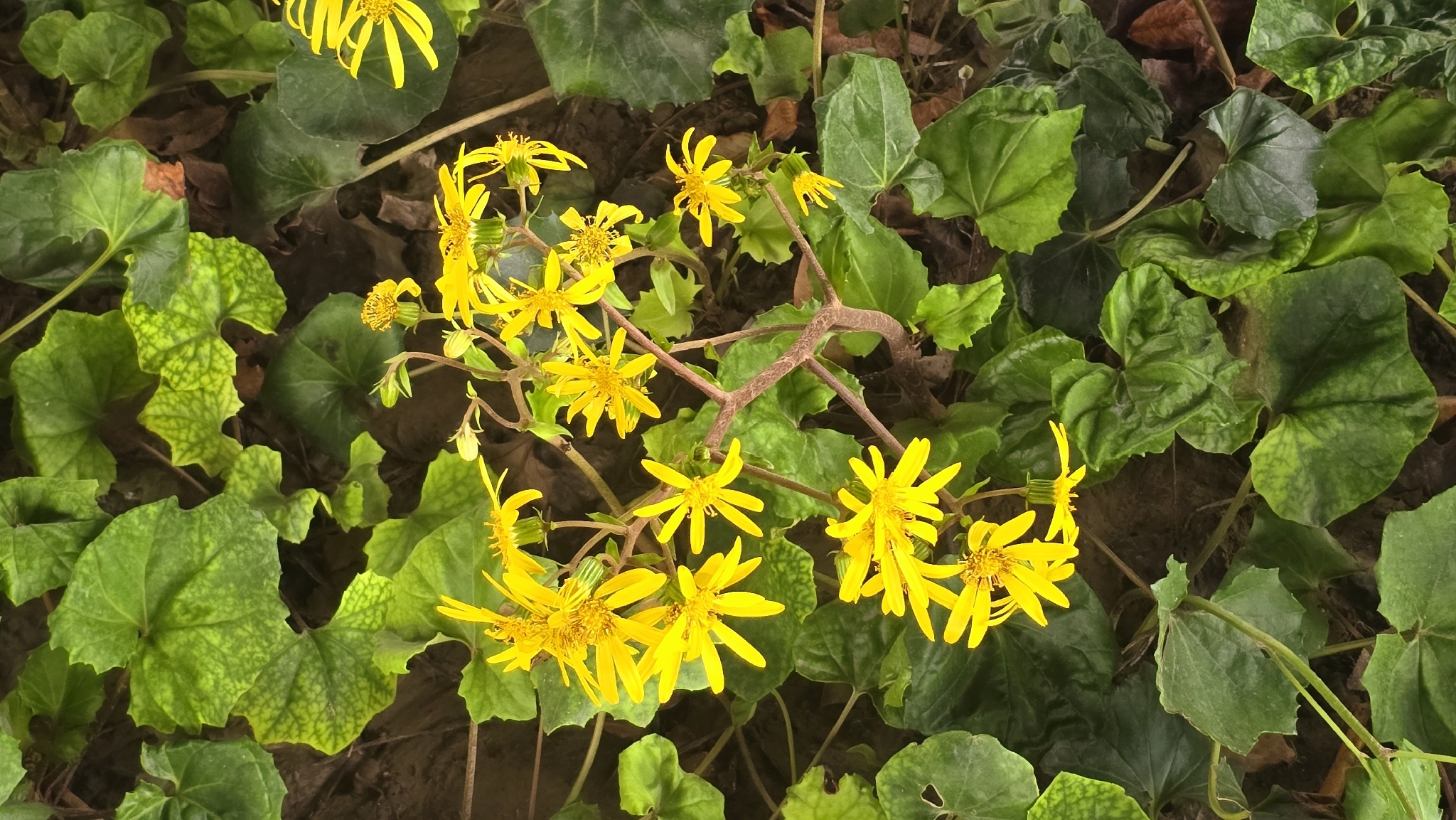 Photograph of Farfugium