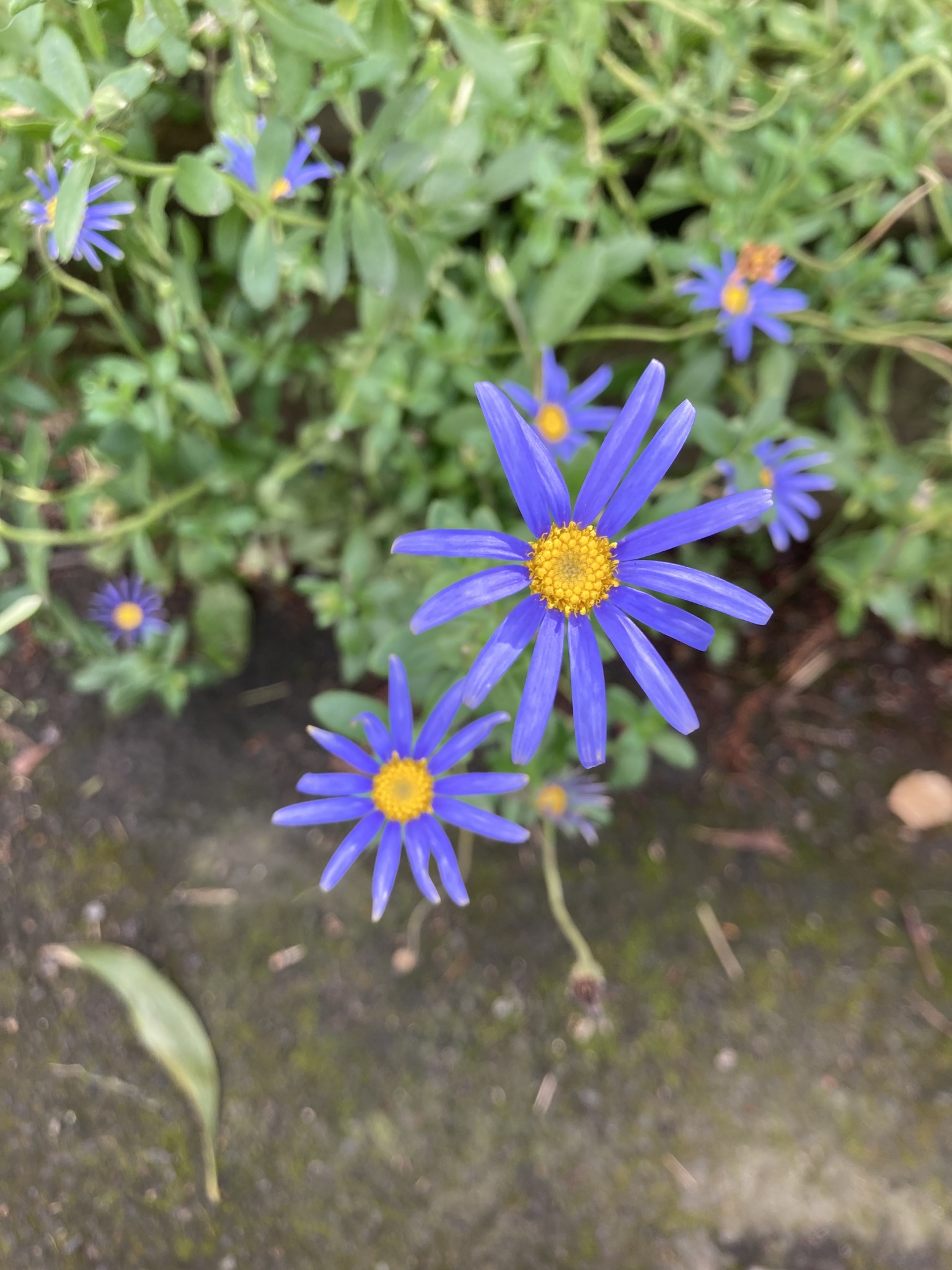 Photograph of Felicia