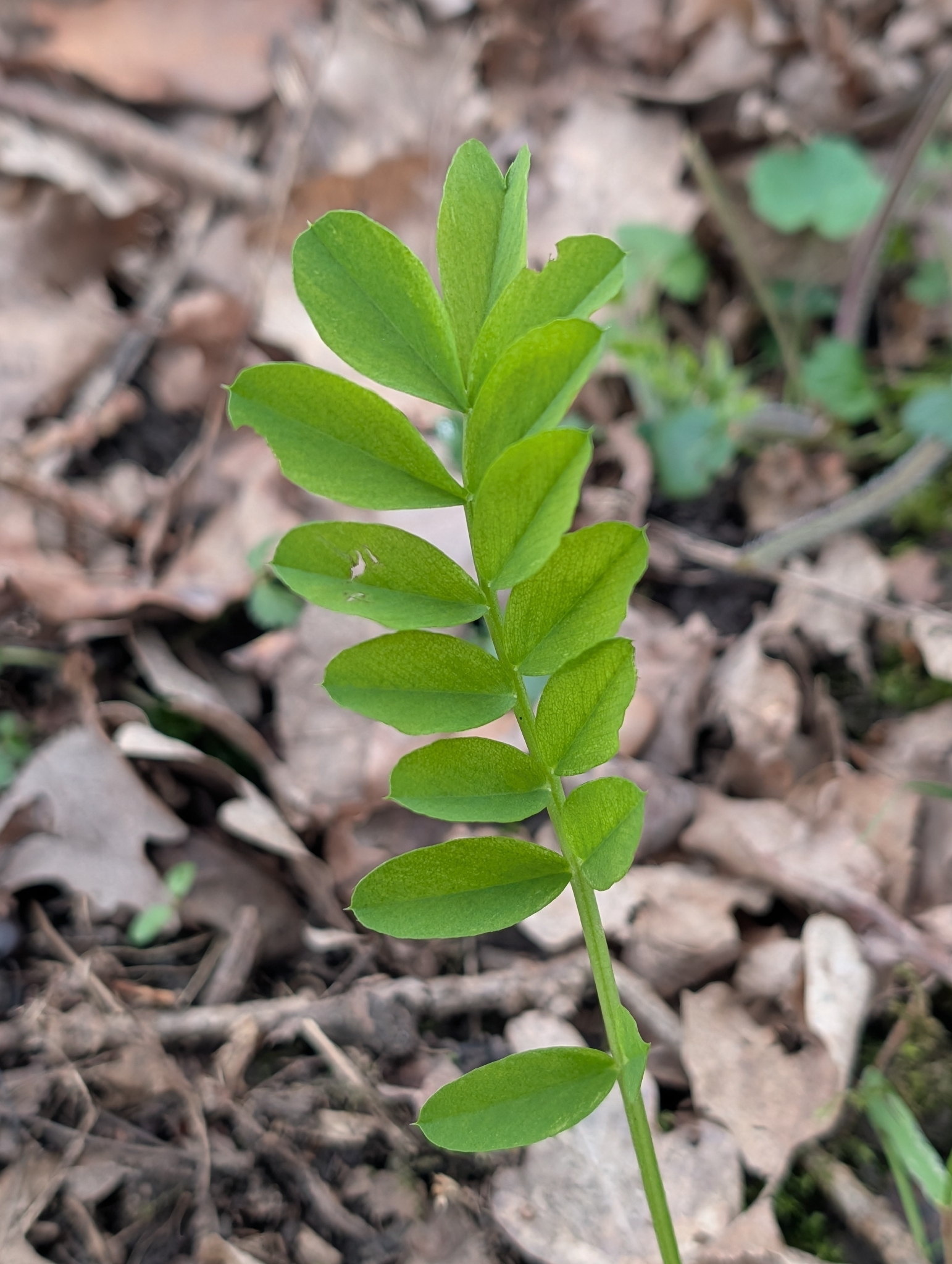 Photograph of Goat's Rue