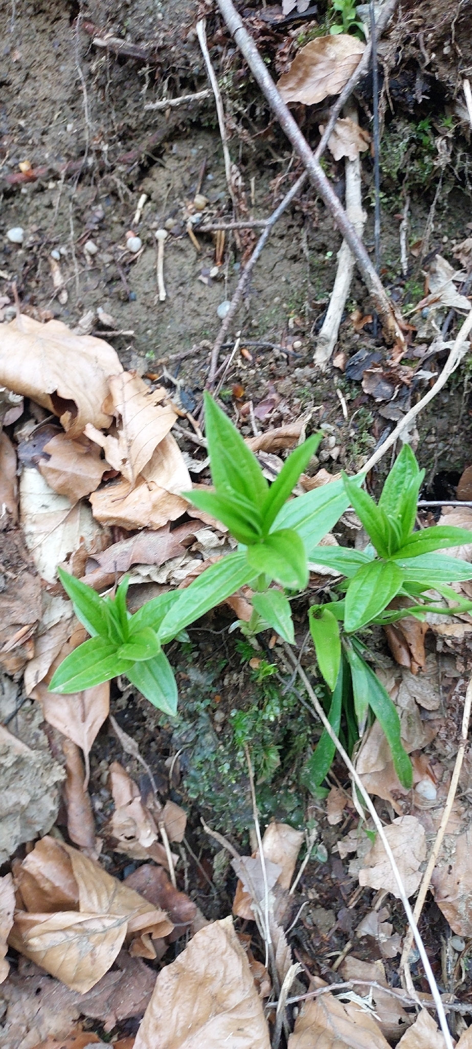 Photograph of Gentian