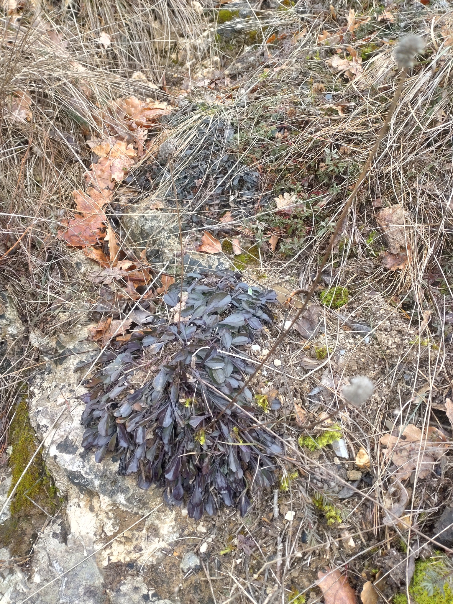 Photograph of Globularia