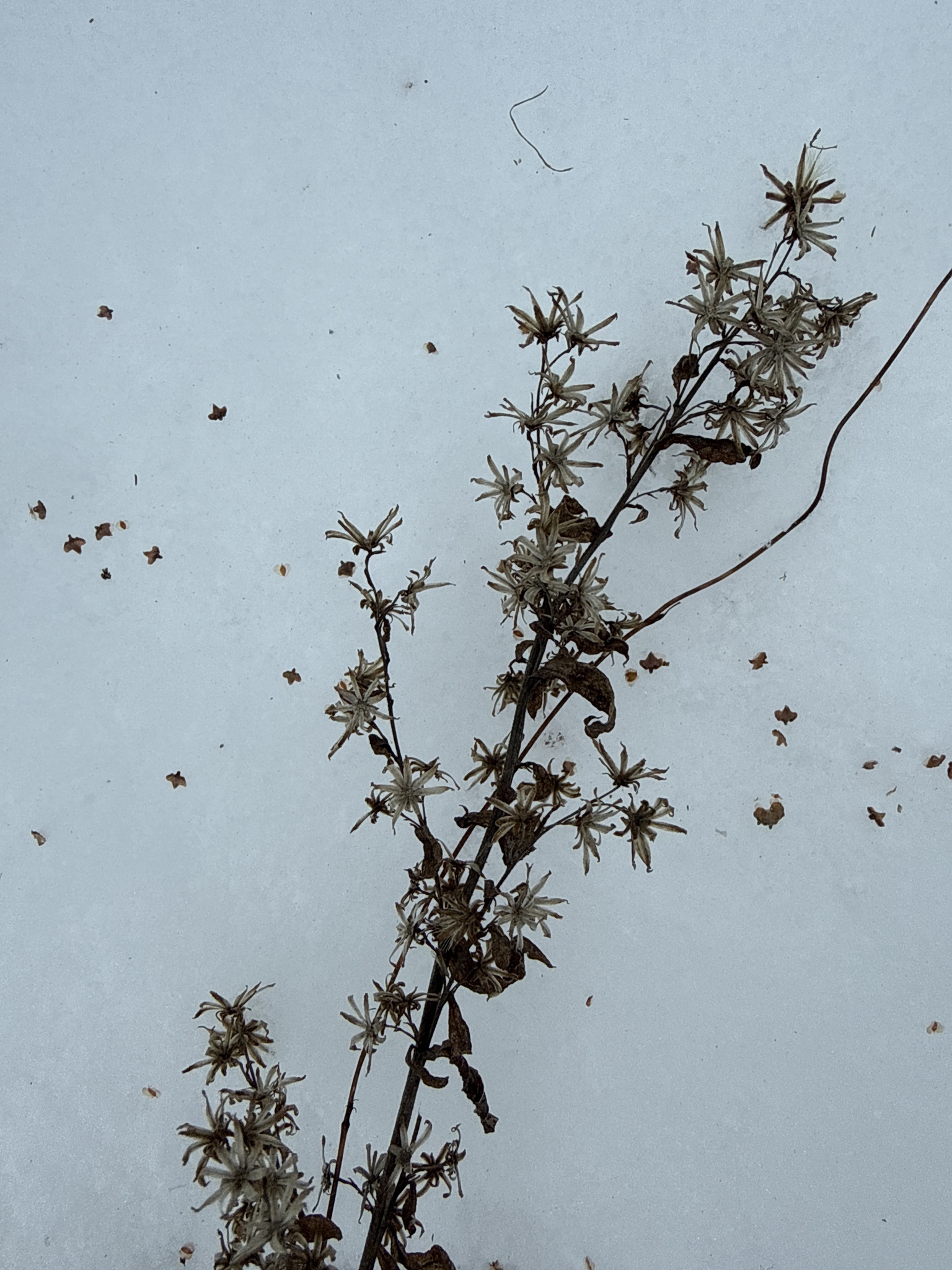 Photograph of Goldenrod
