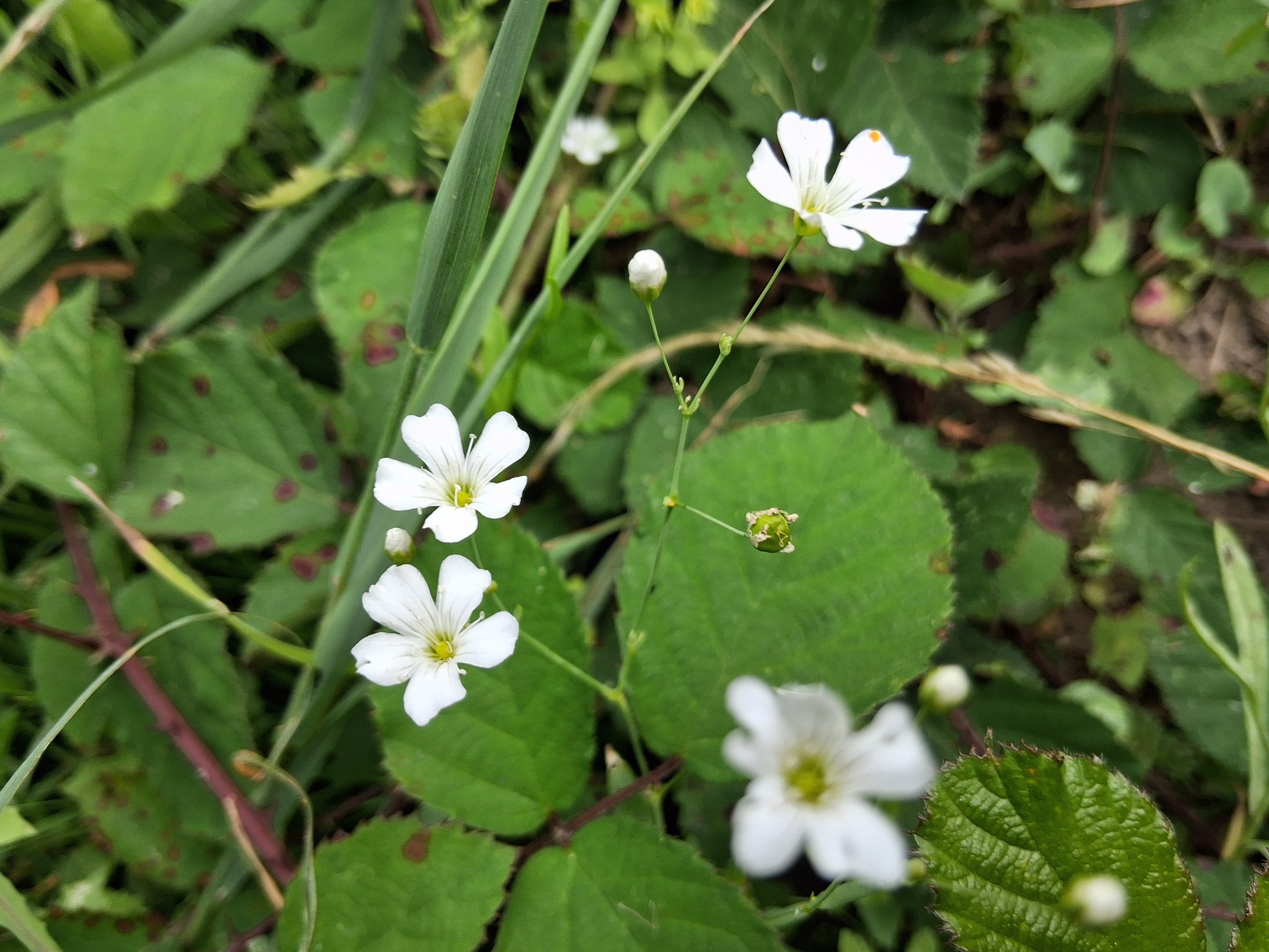Photograph of Gypsophila
