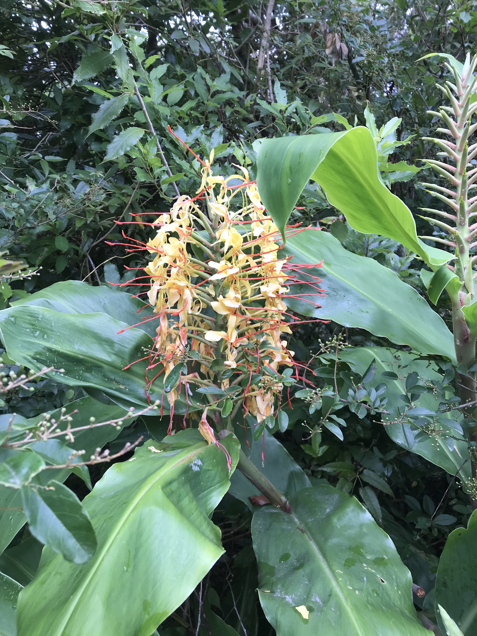 Photograph of Ginger Lily