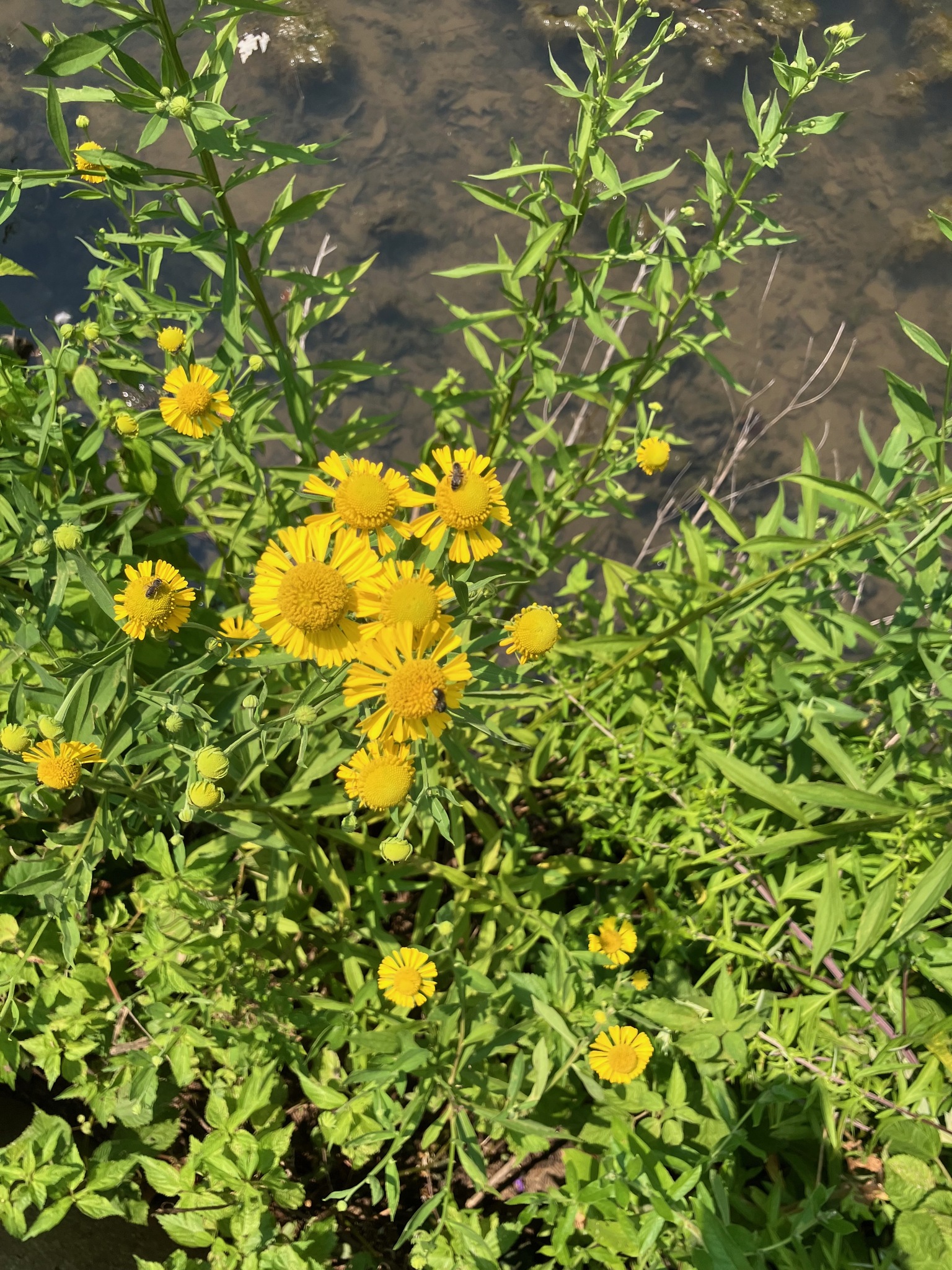 Photograph of Helenium