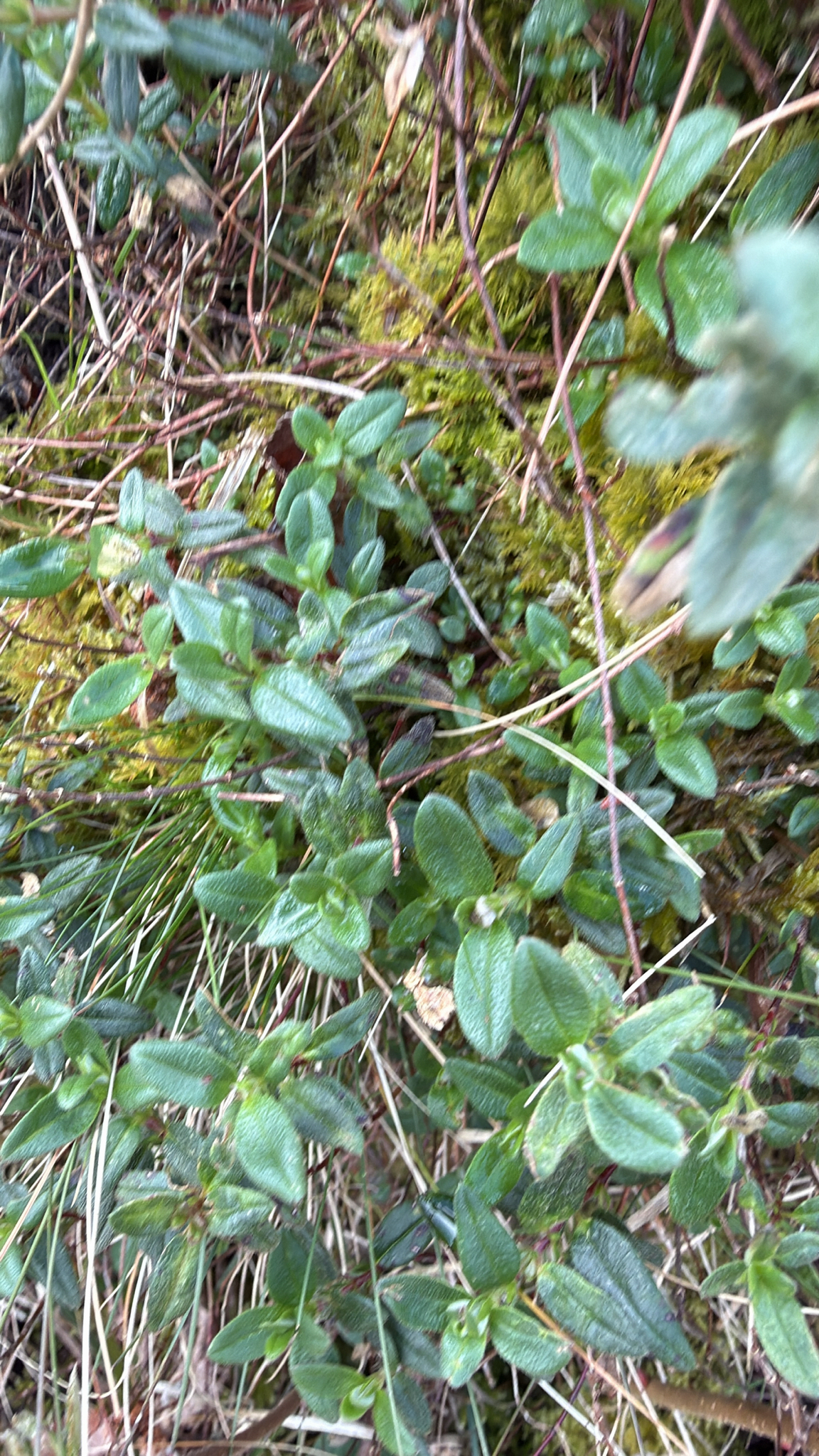 Photograph of Rock Rose (Helianthemum)