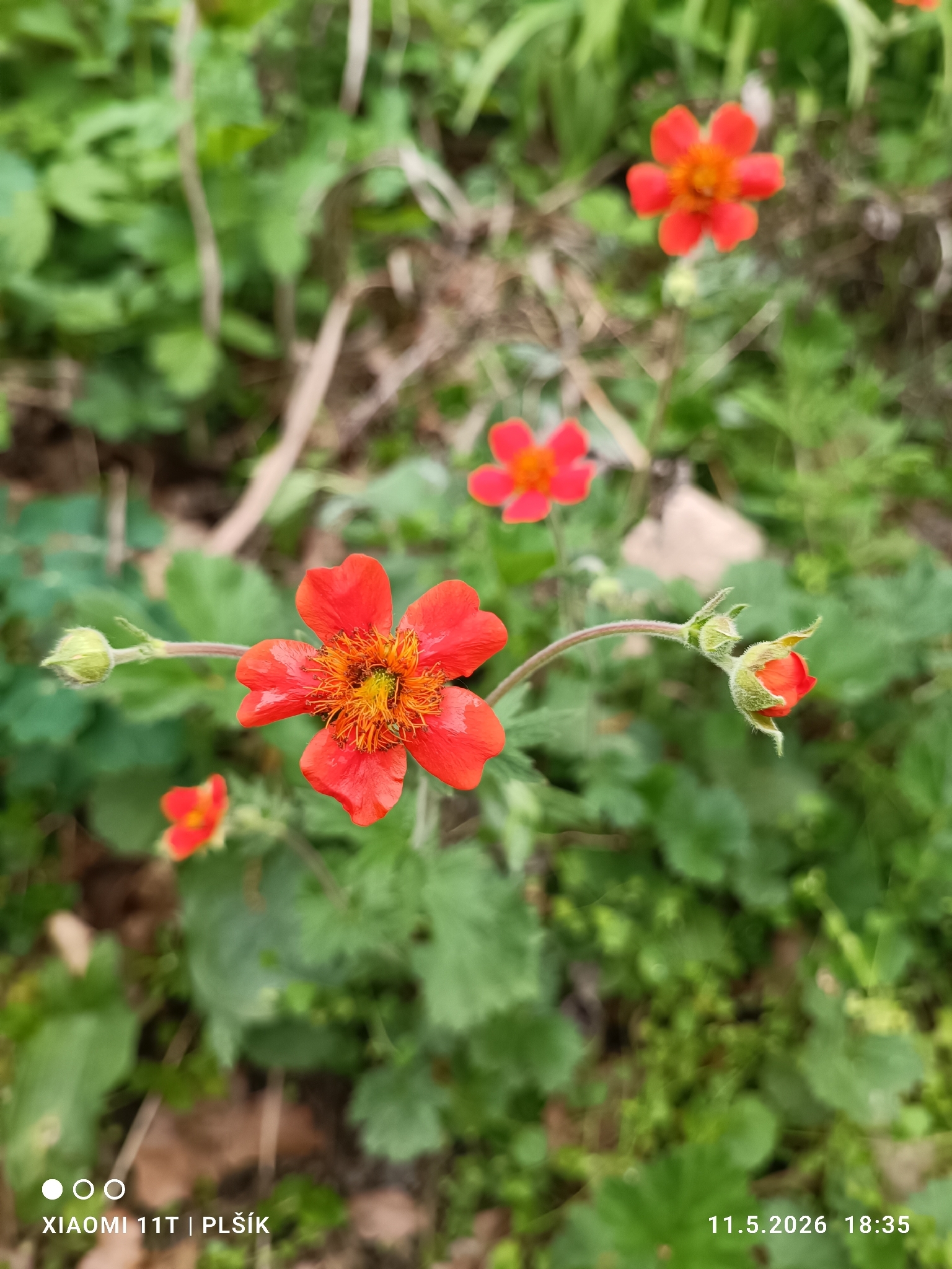 Photograph of Geum
