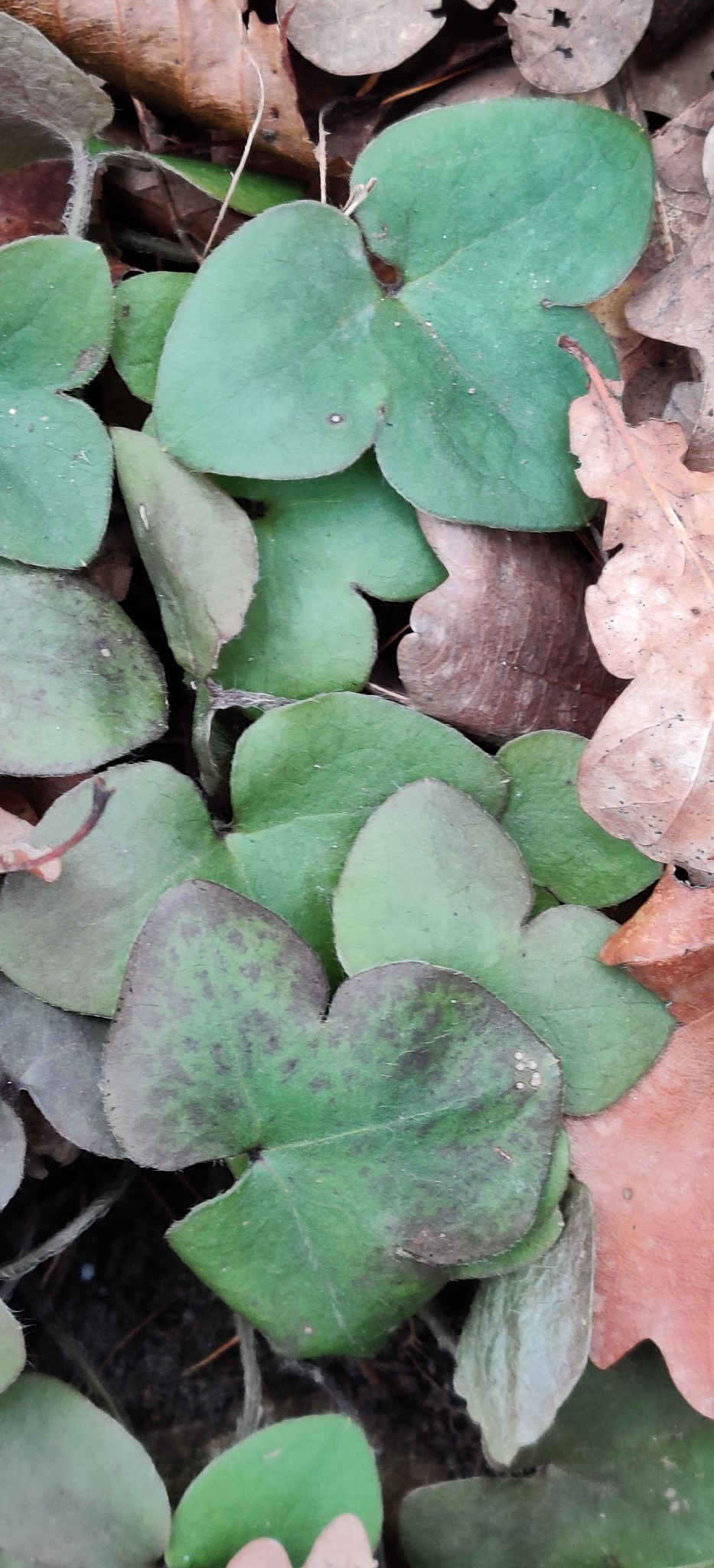 Photograph of Hepatica