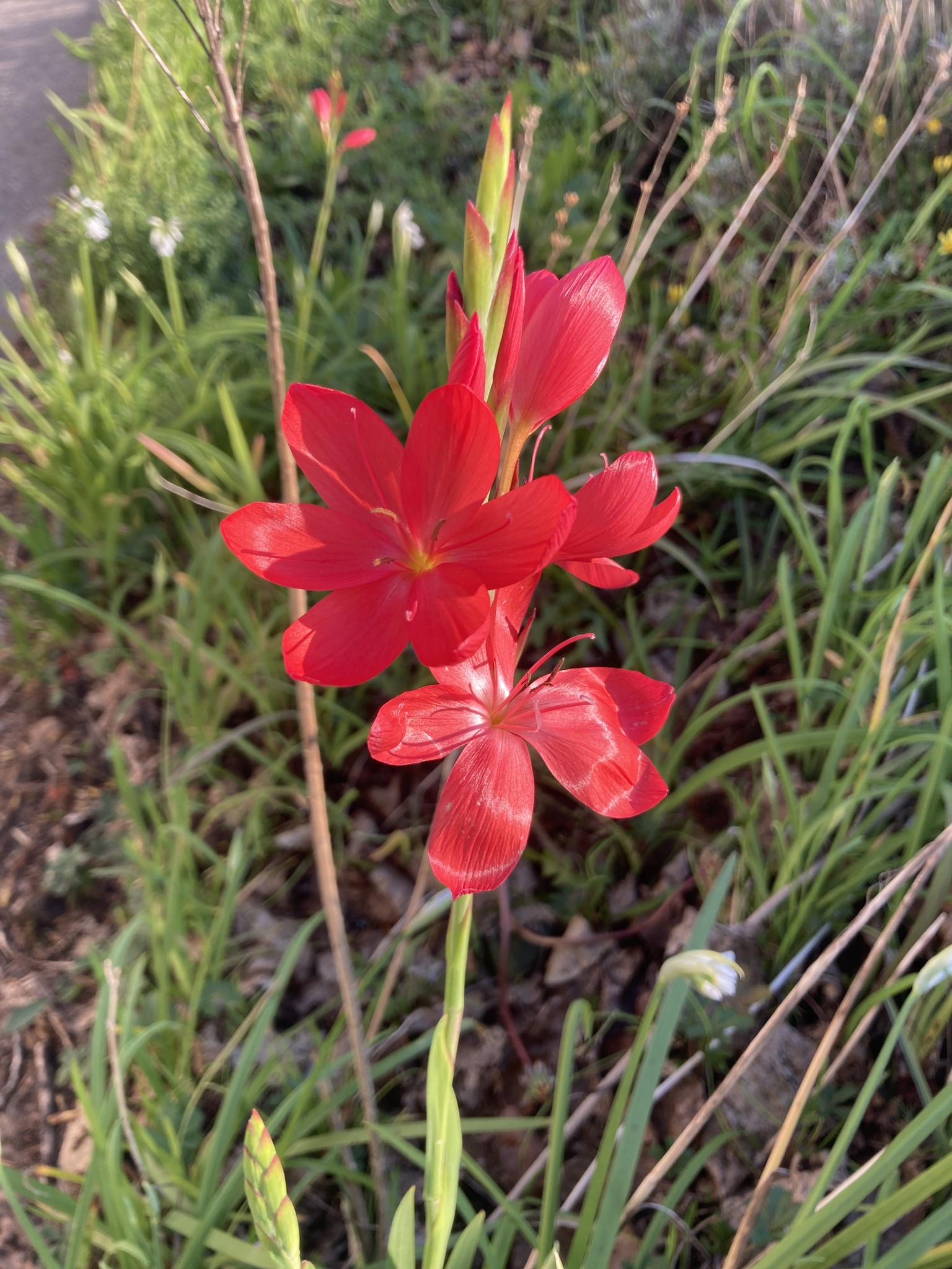 Photograph of Hesperantha