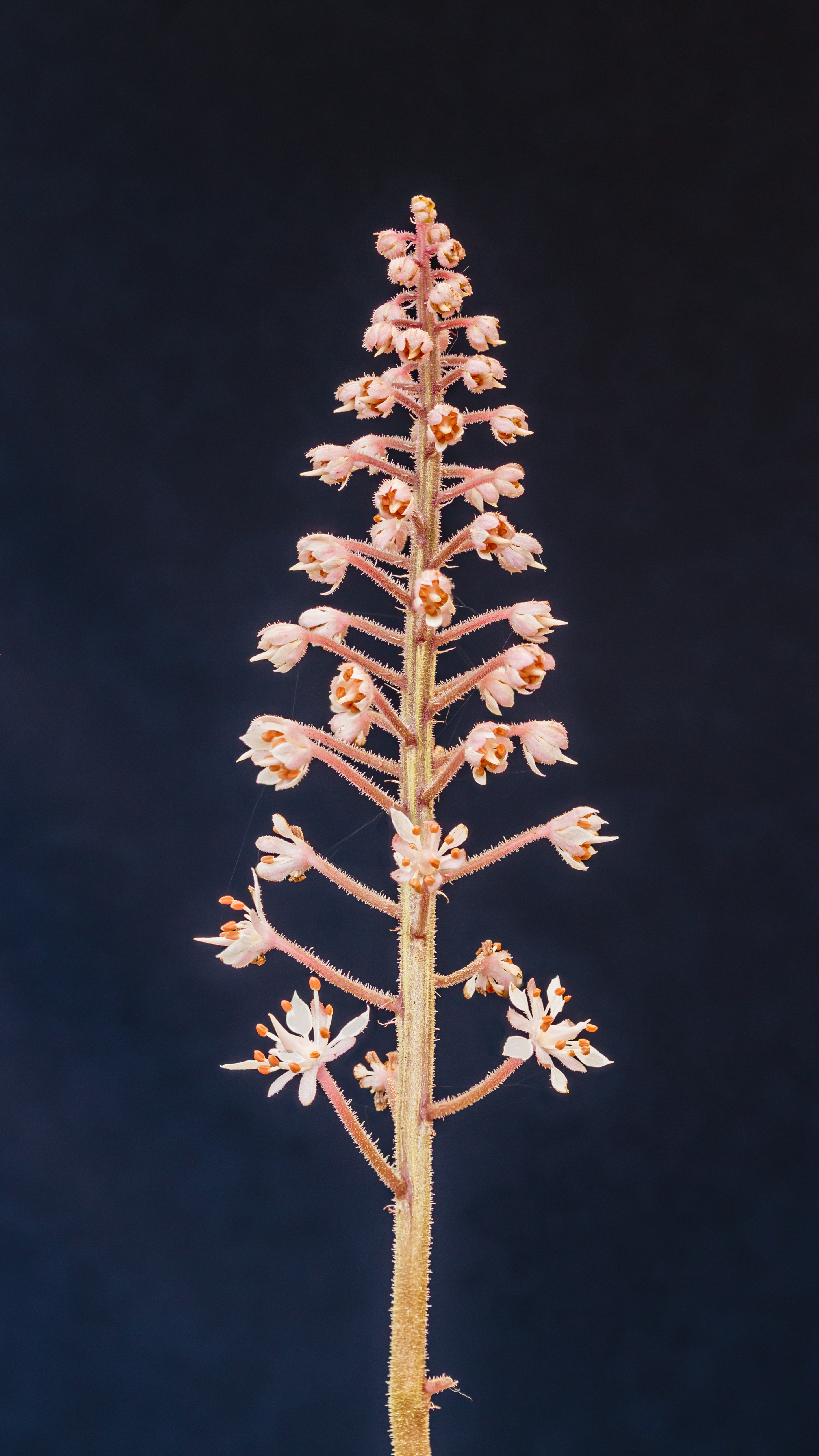 Photograph of Heucherella