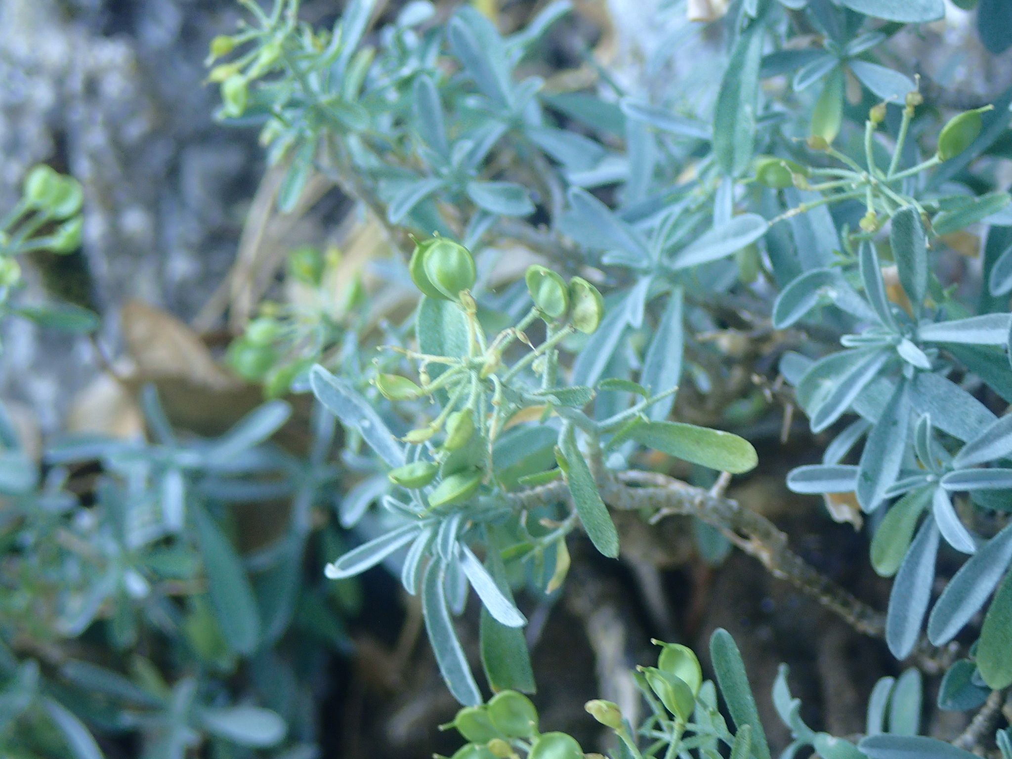 Photograph of Hormathophylla