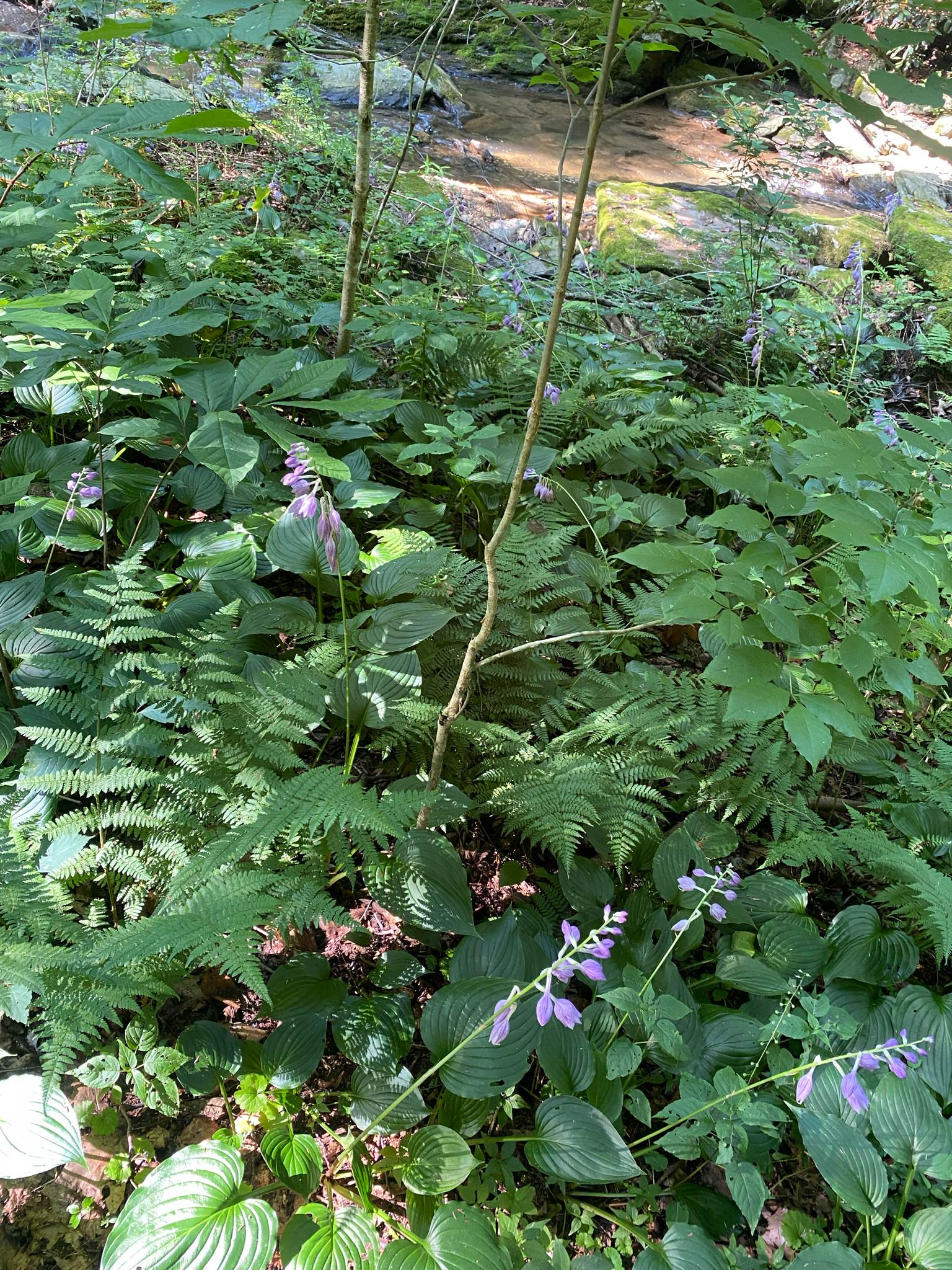 Photograph of Hosta